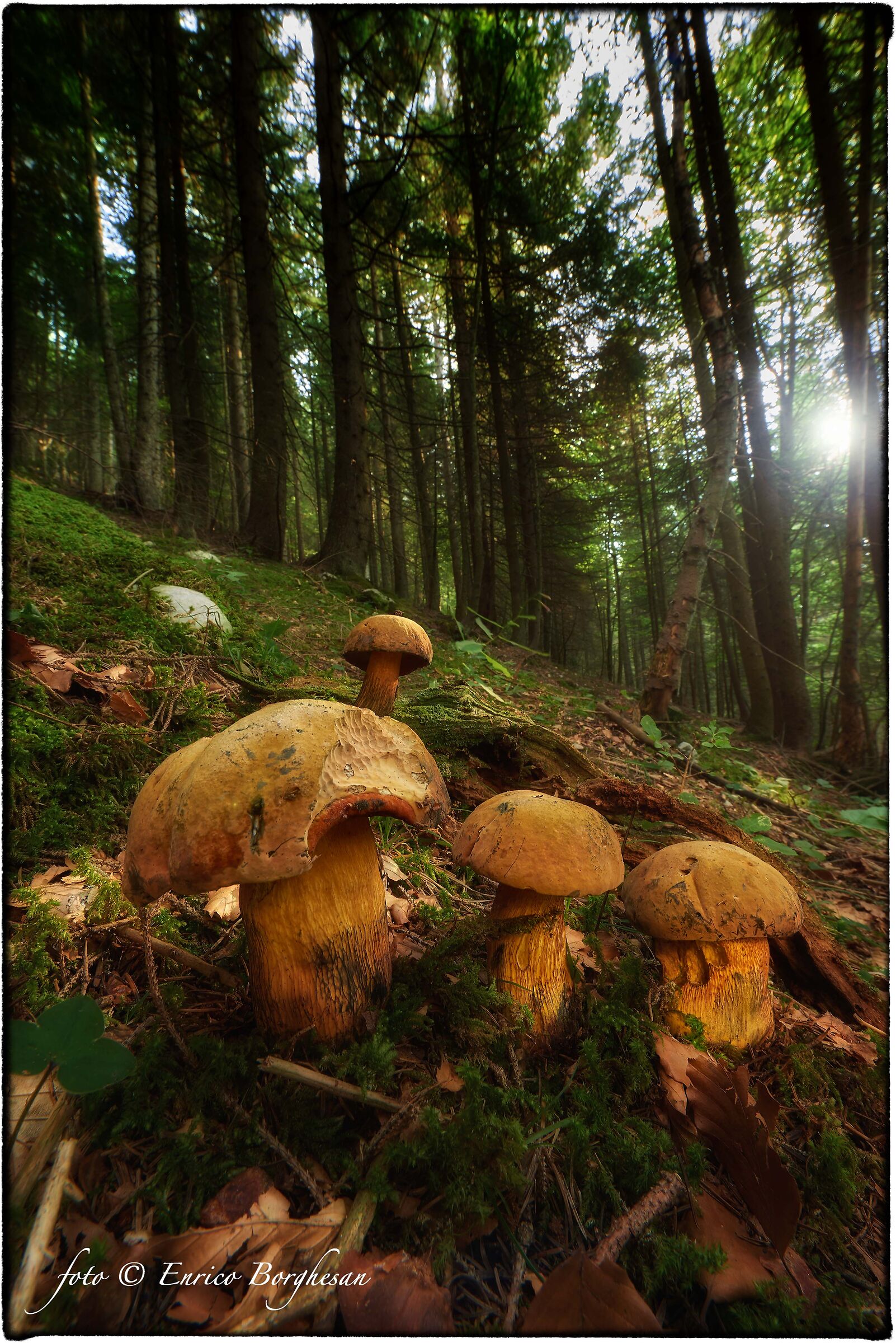 Boletus Satana