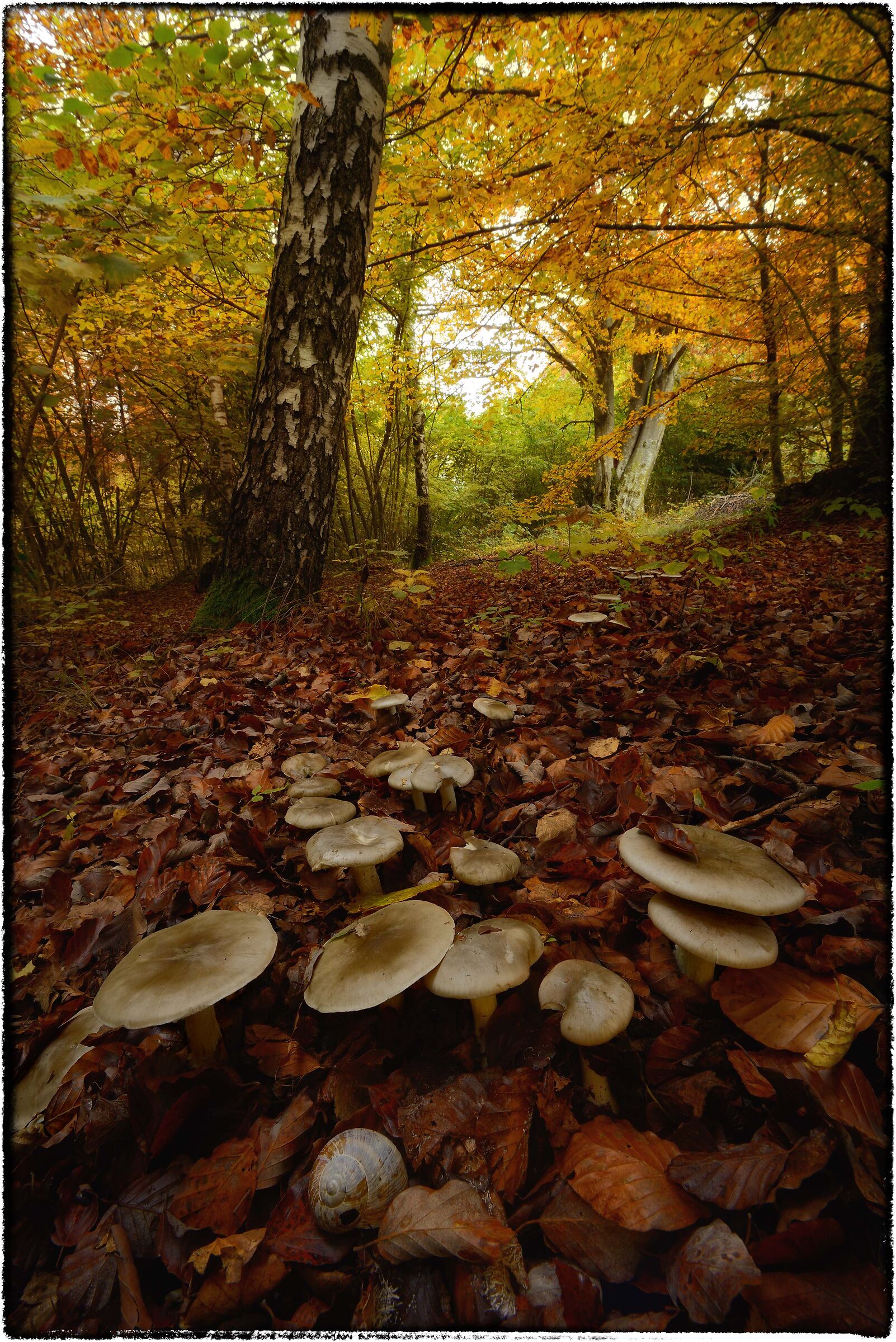 Clitocybe nebularis