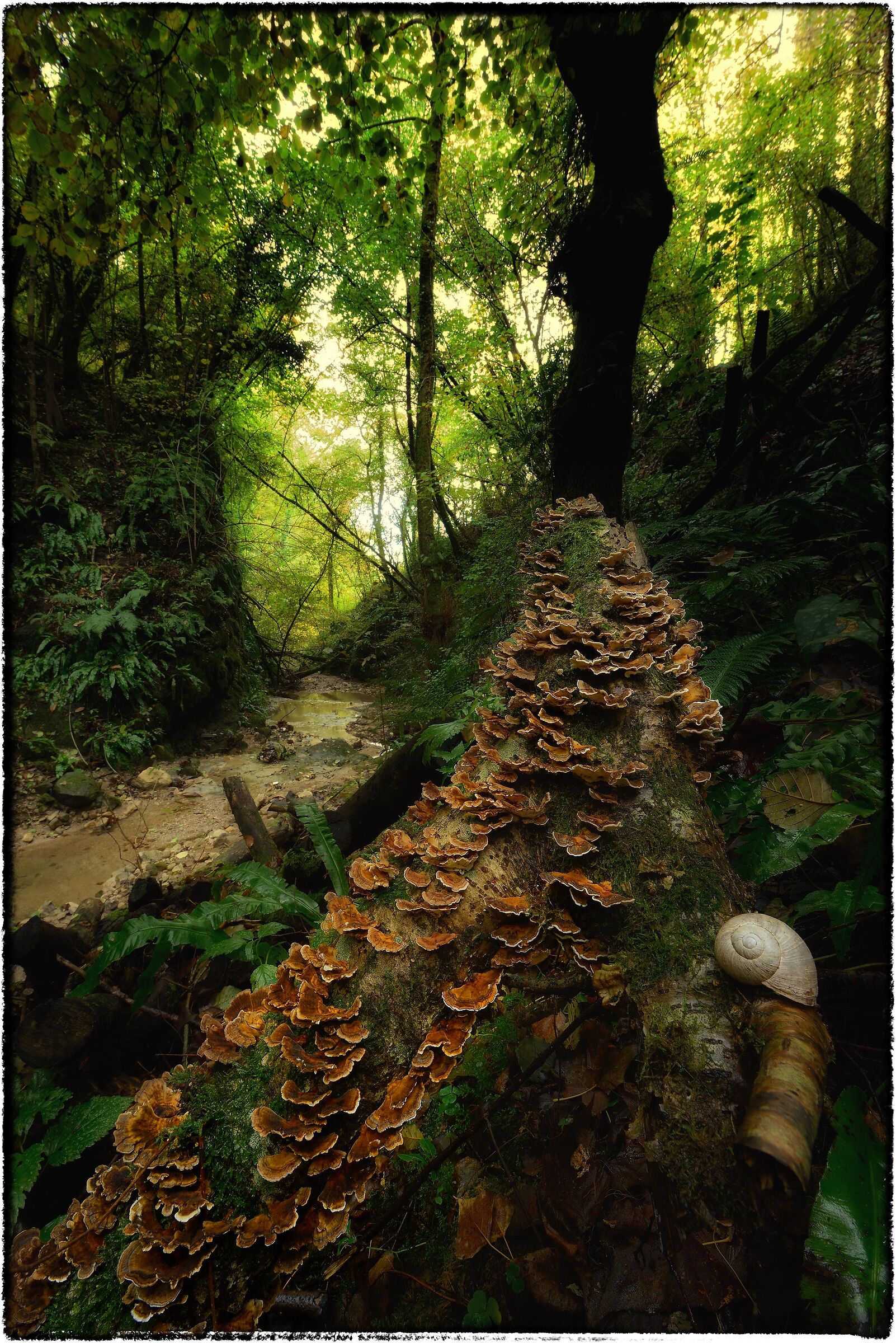 Coriolus versicolo