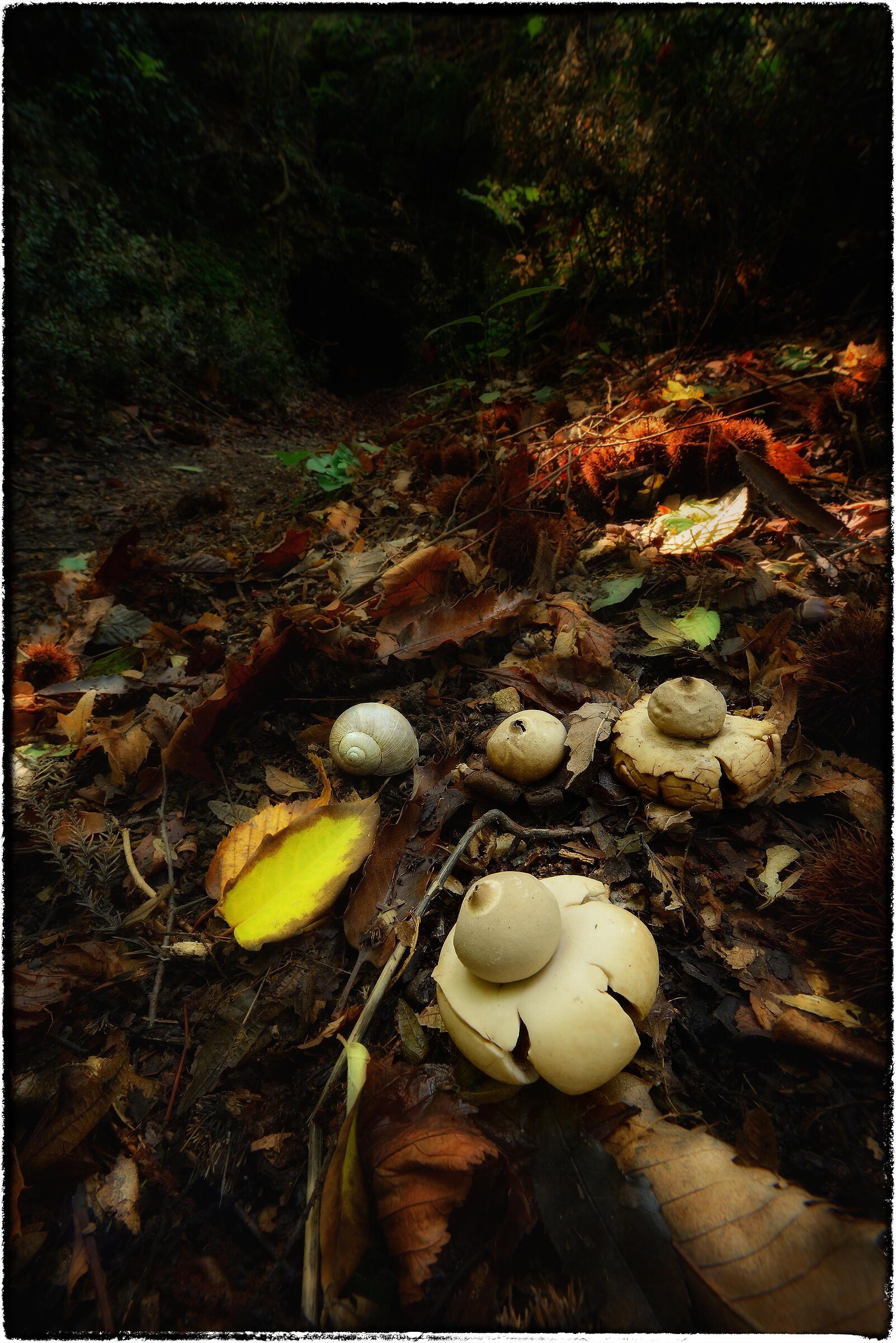 Geastrum triplex