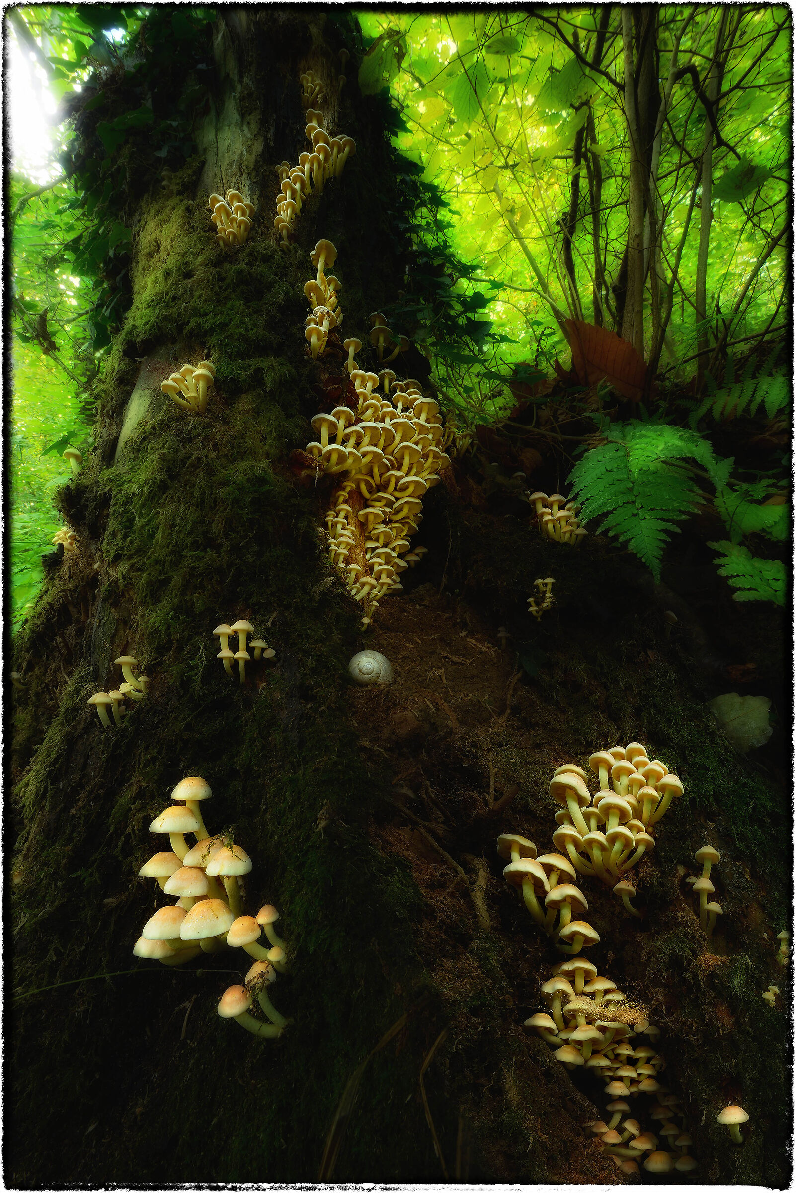 Hypholoma fasciculare