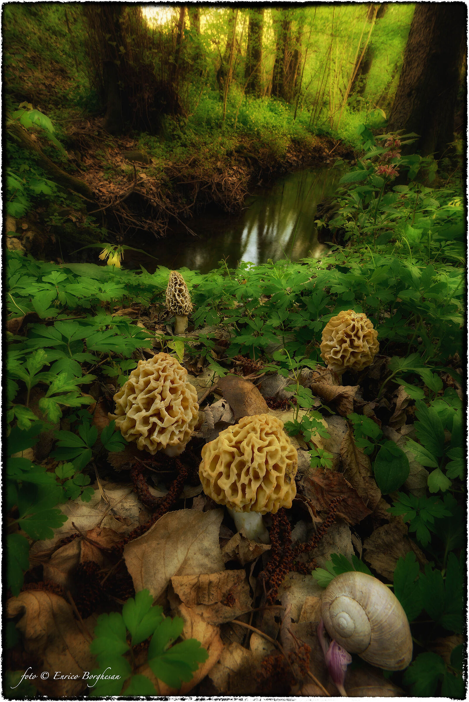 Morchella