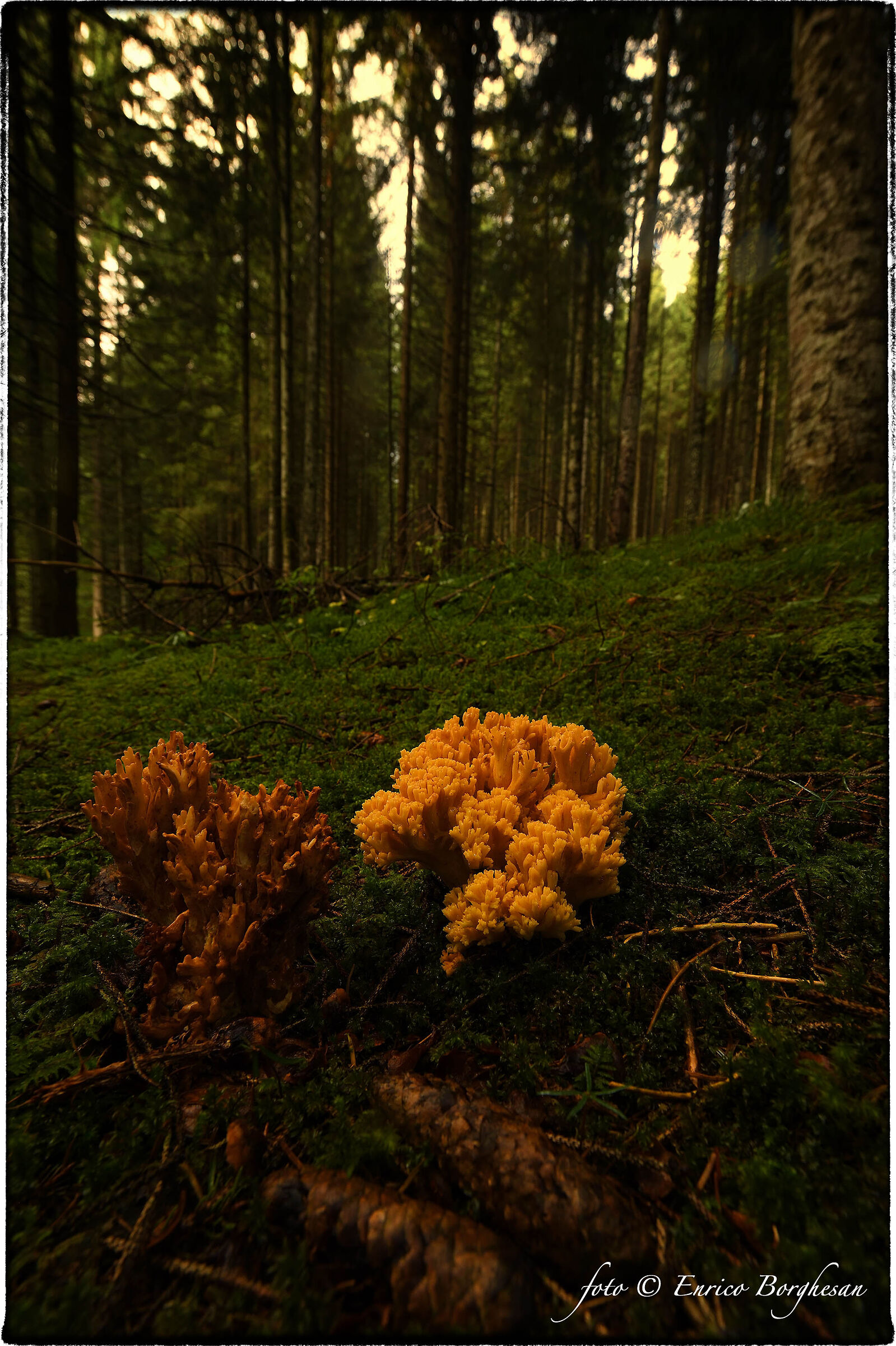 Ramaria flava