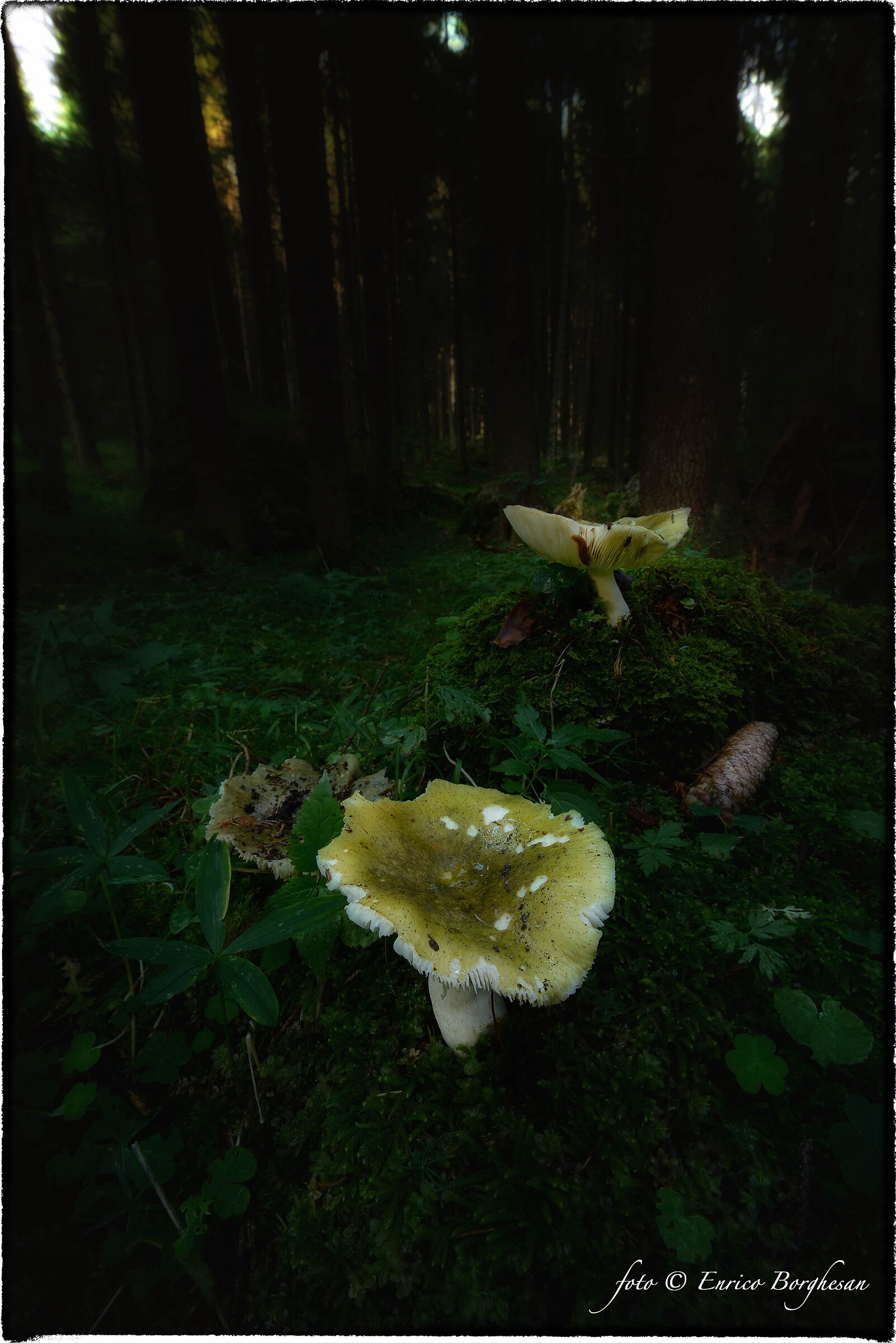 Russula virescens