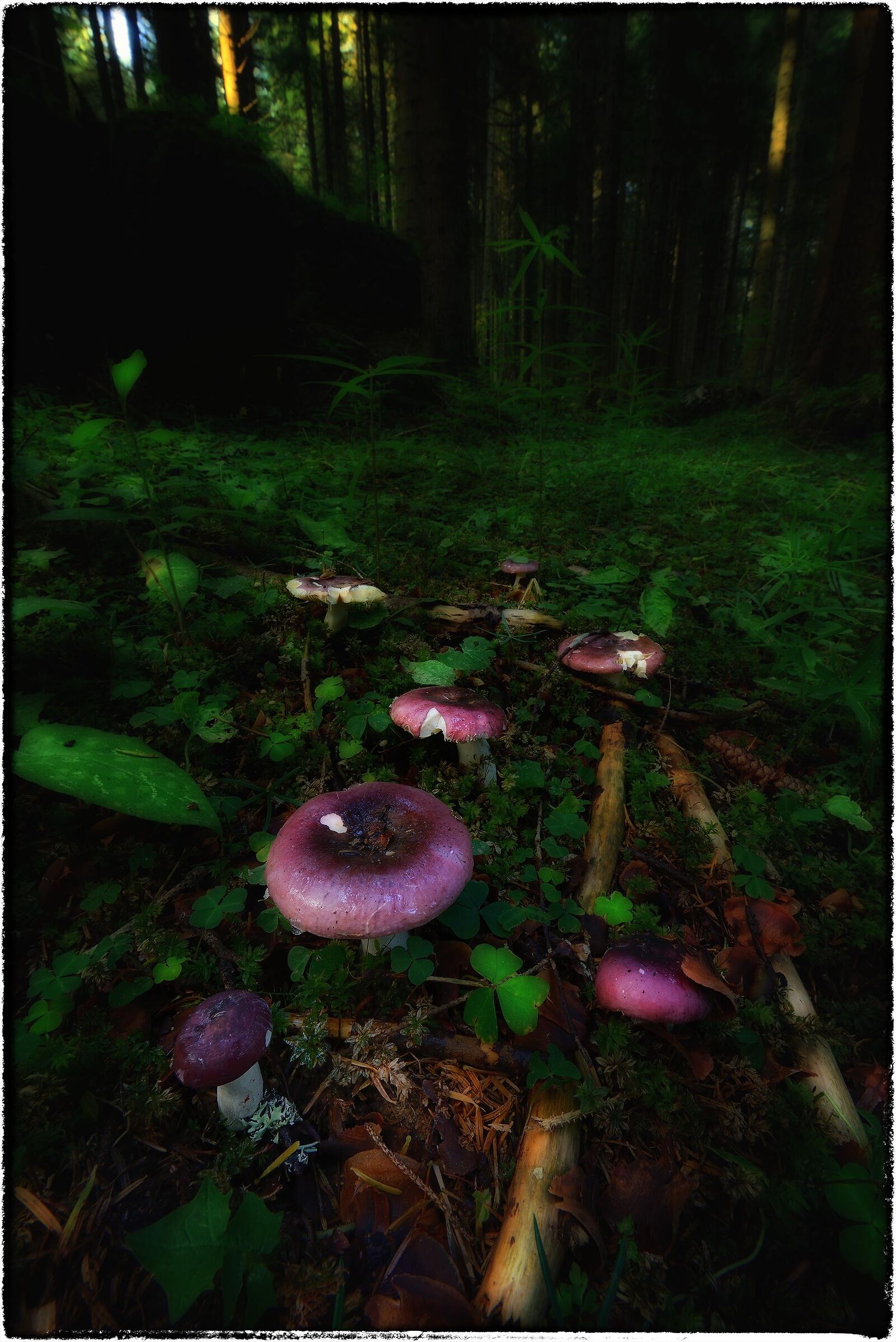 Russula cyanoxantha