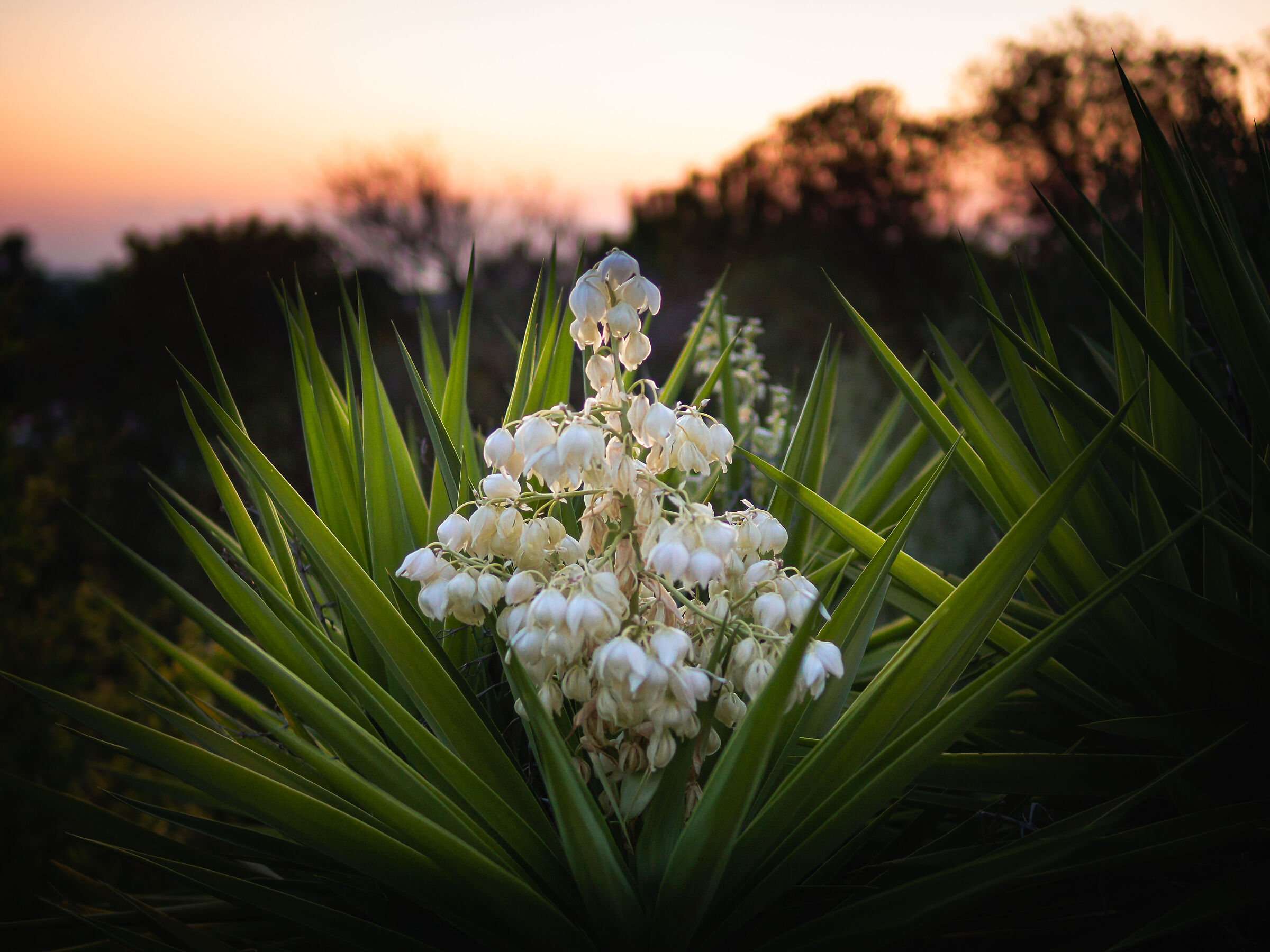 Yucca flowers