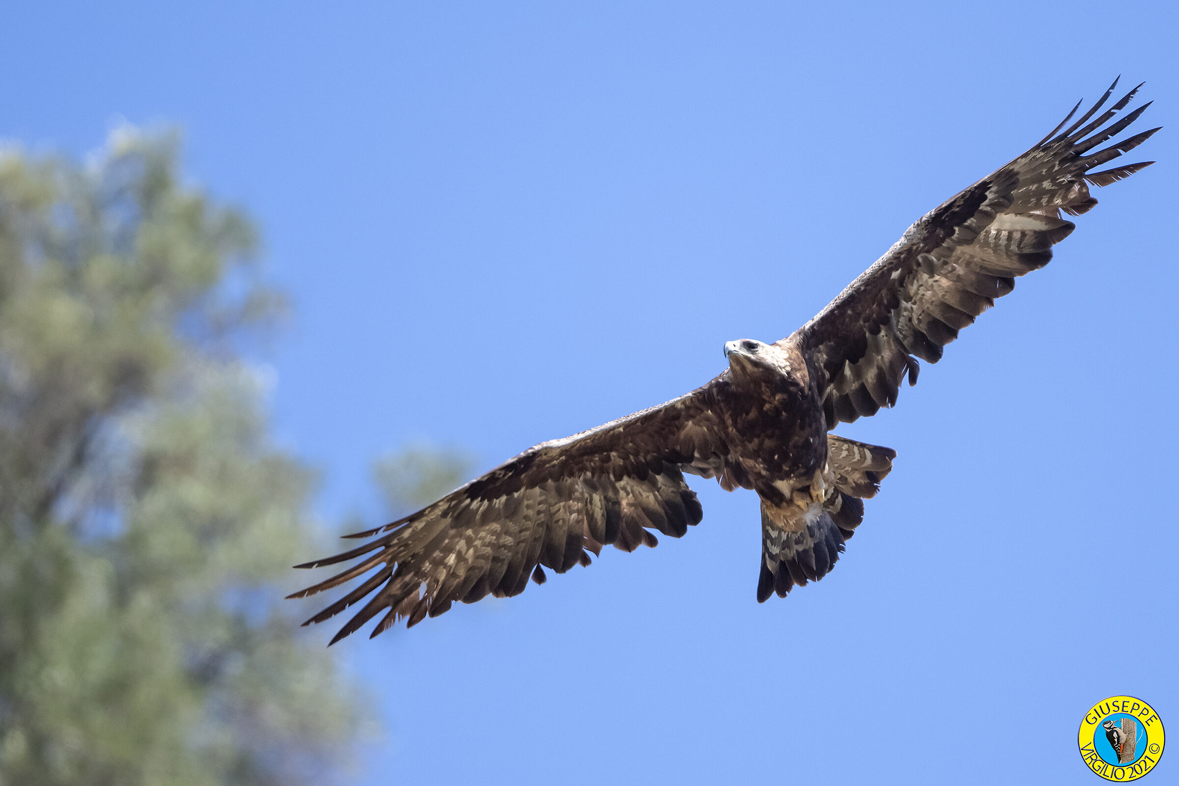 Aquila Reale (Sardegna) 2021