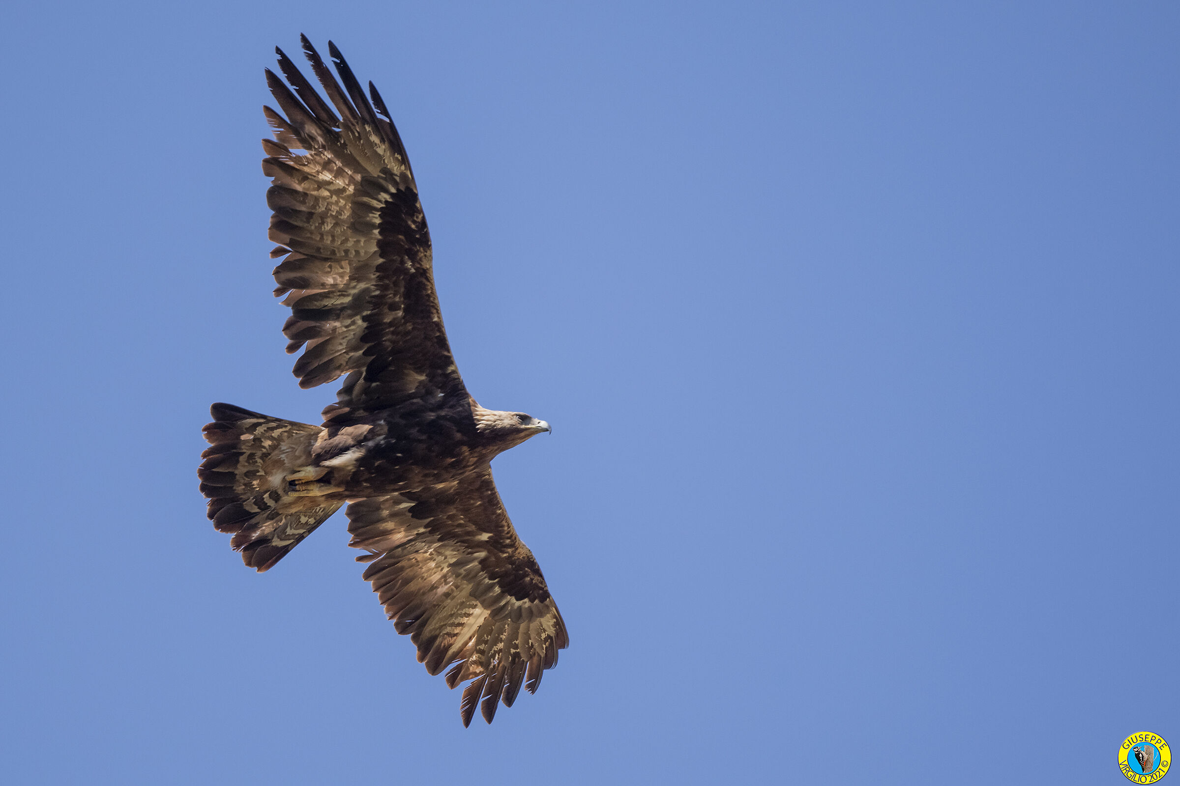 Aquila Reale (Sardegna) 2021