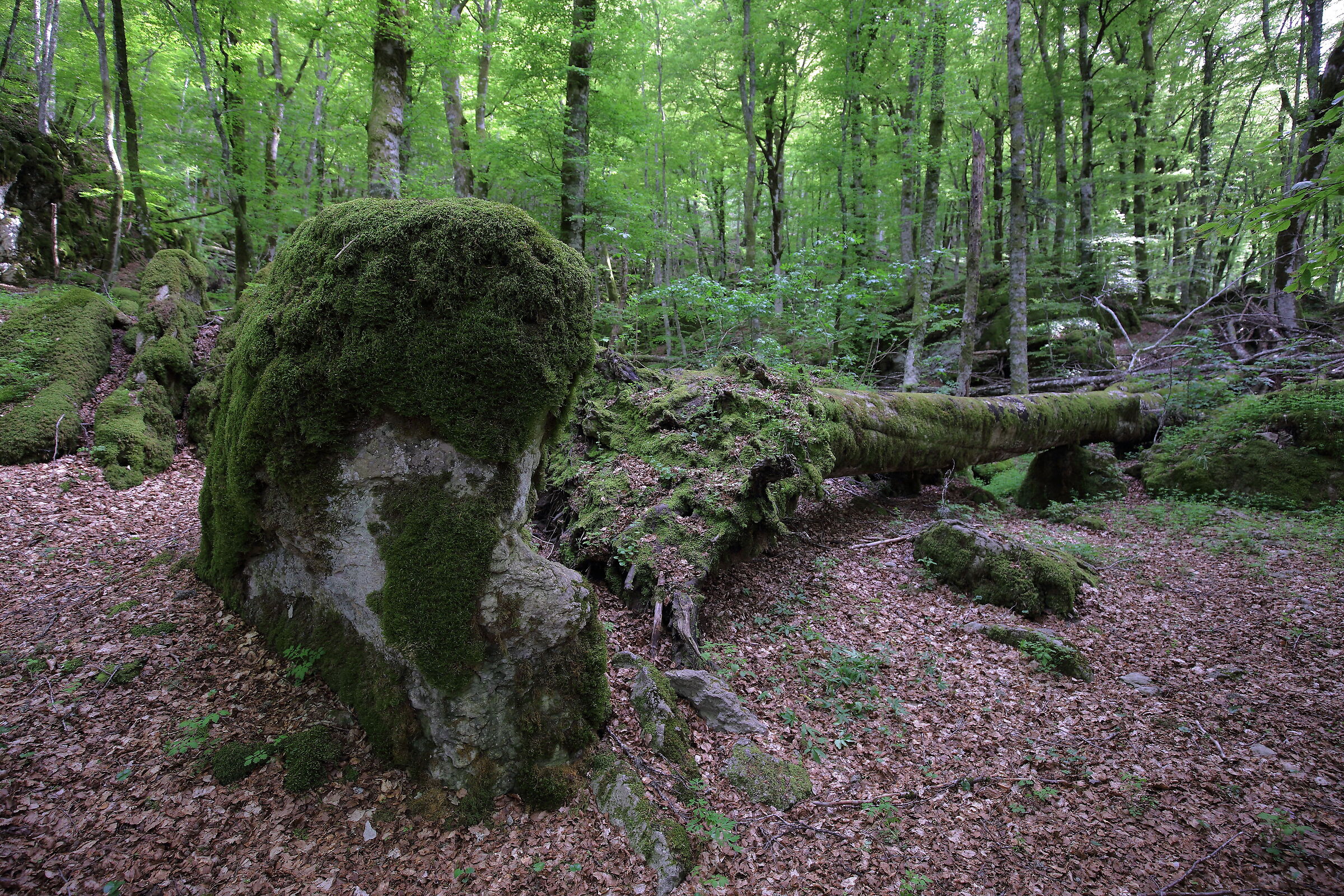 L'inevitabile caduta