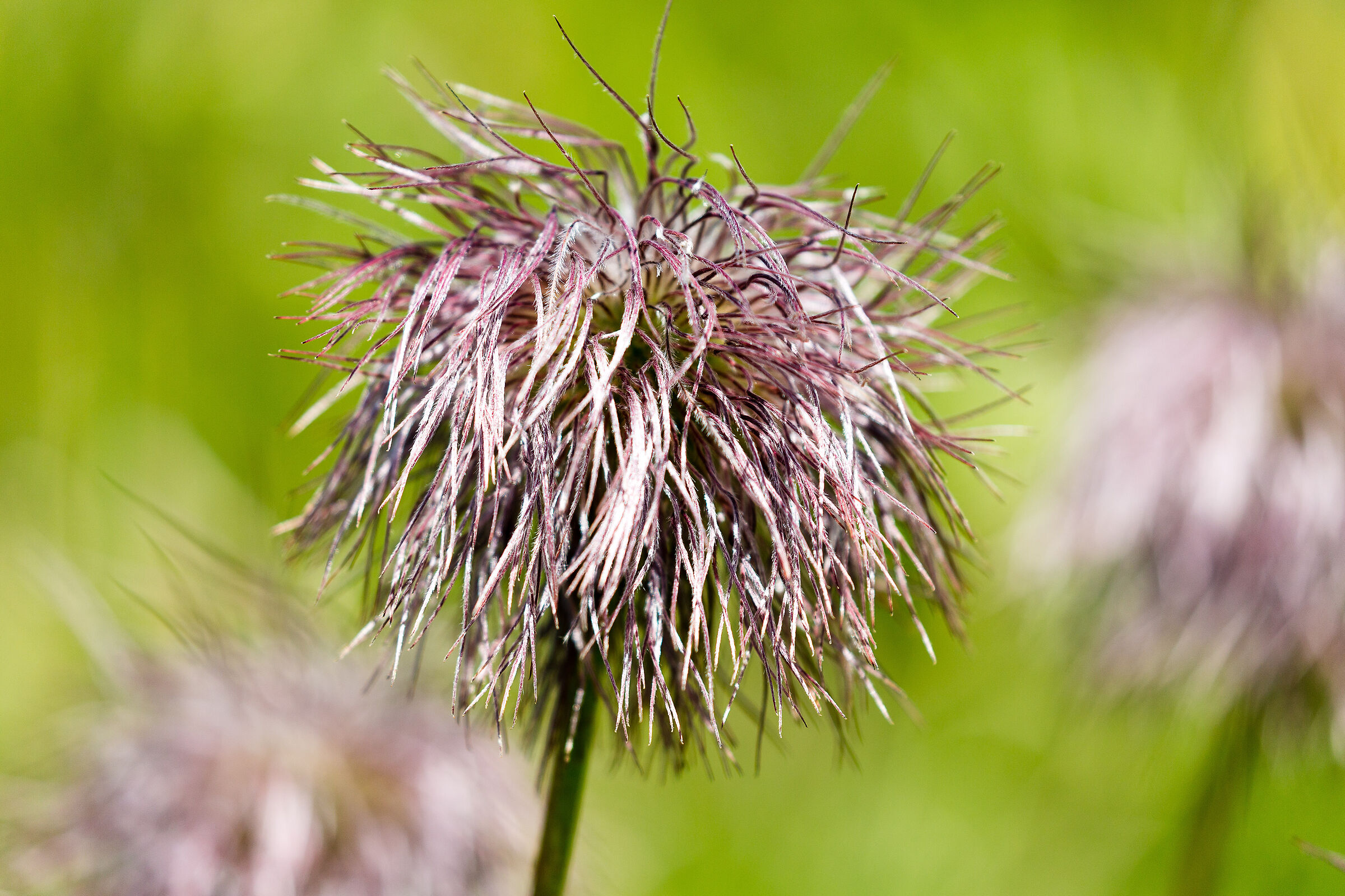 The hairy