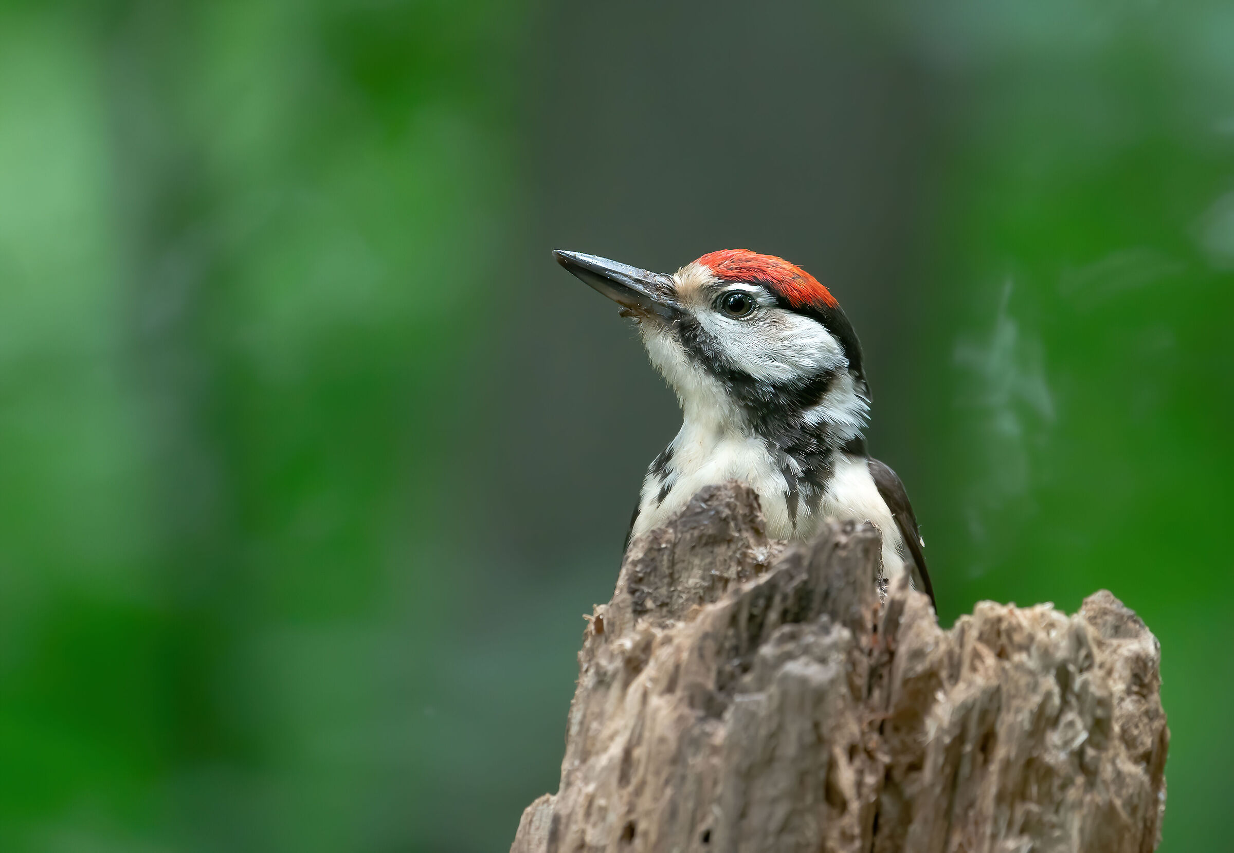Young spotted woodpecker