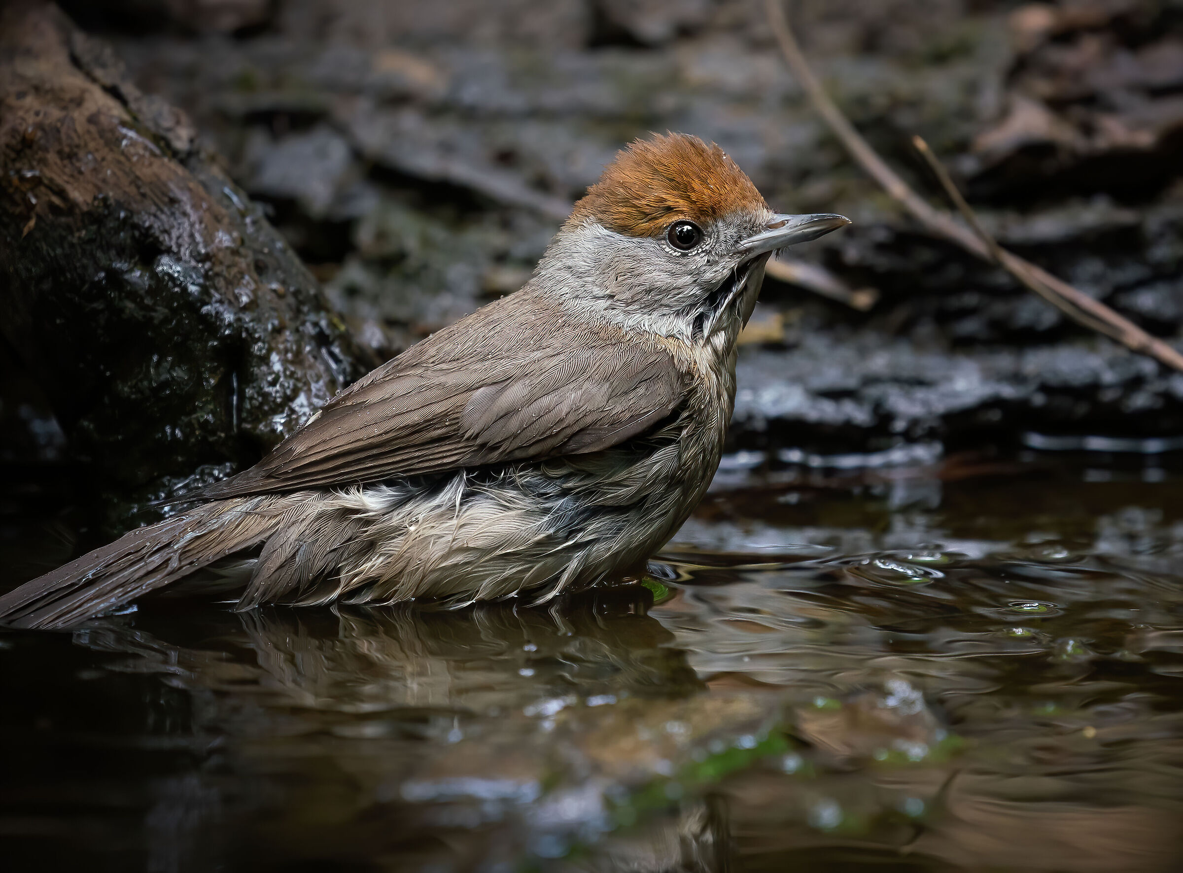 Female black cap