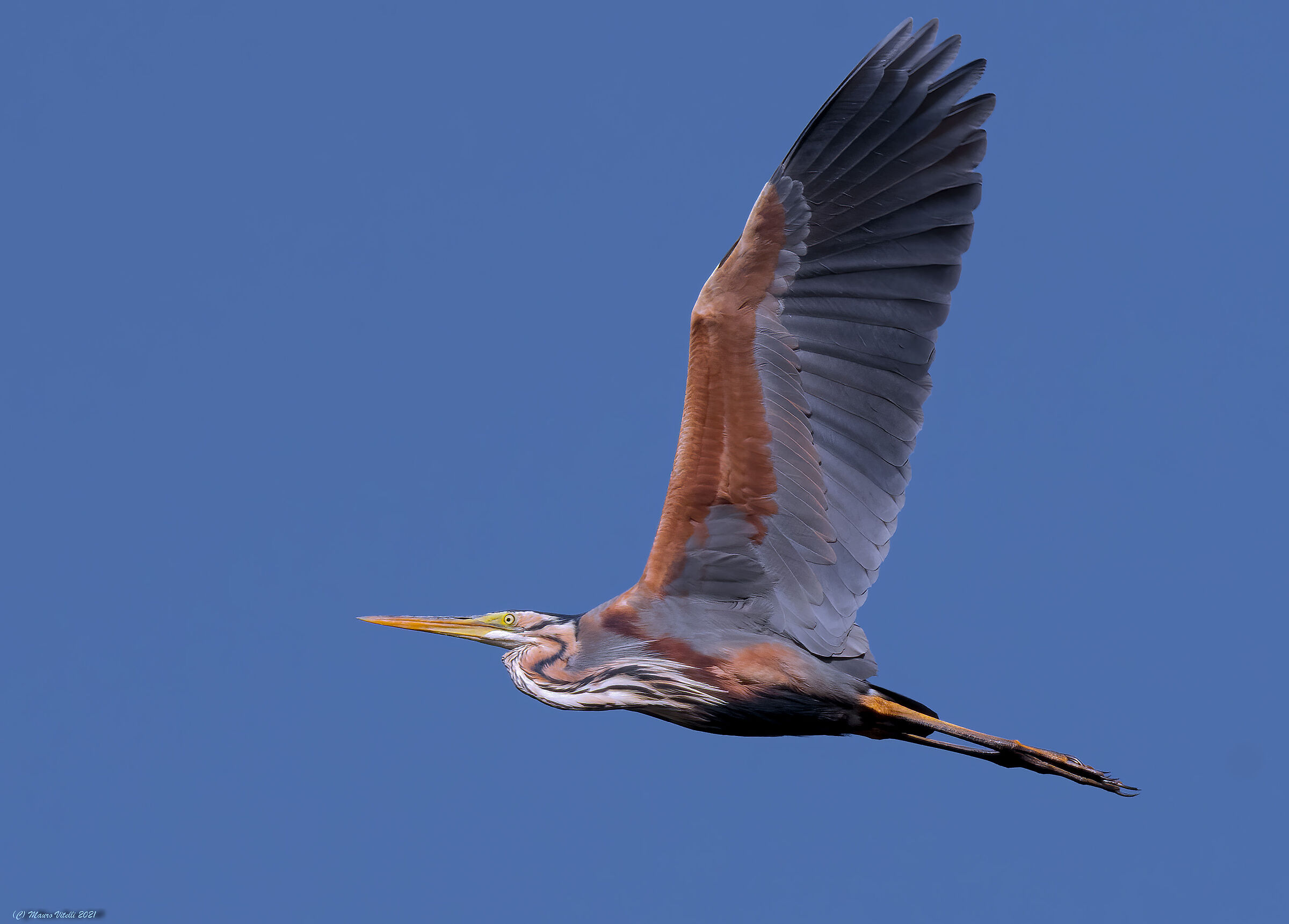 Red Heron (Ardea purpurea)