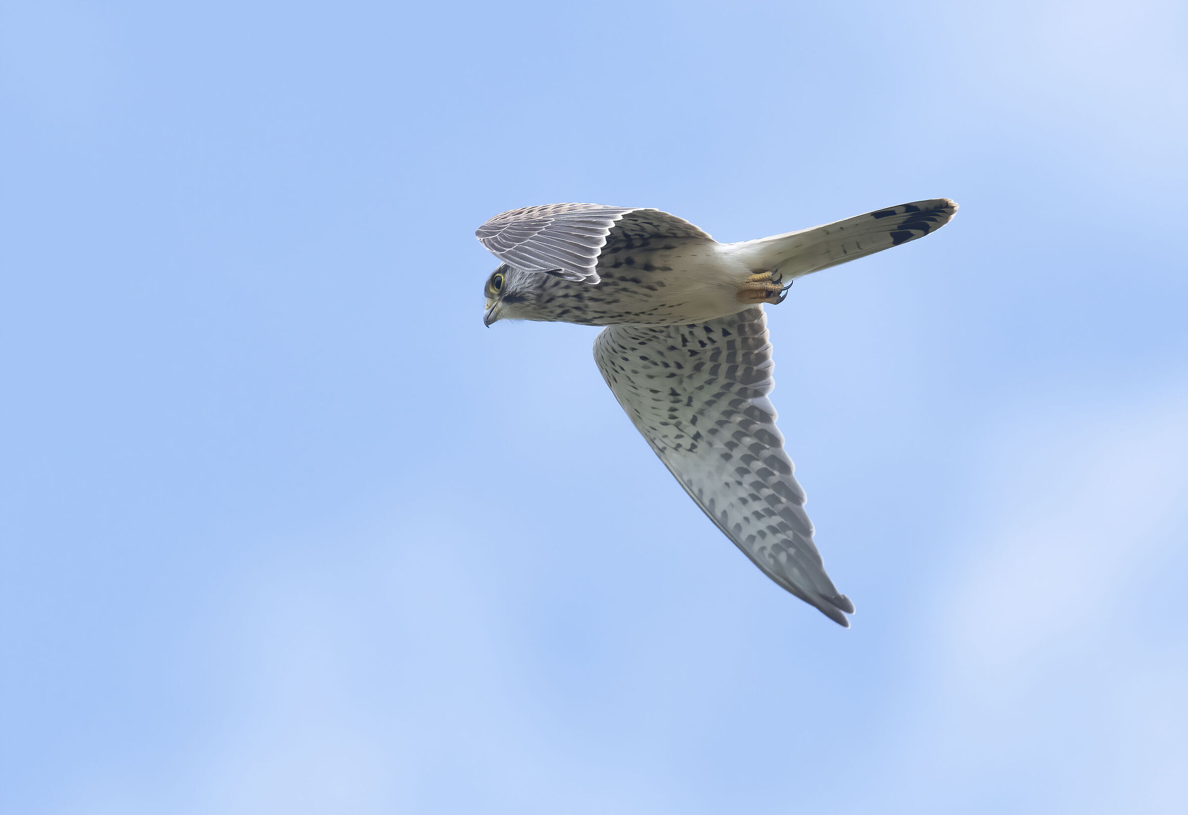 Juvenile European Kestrel