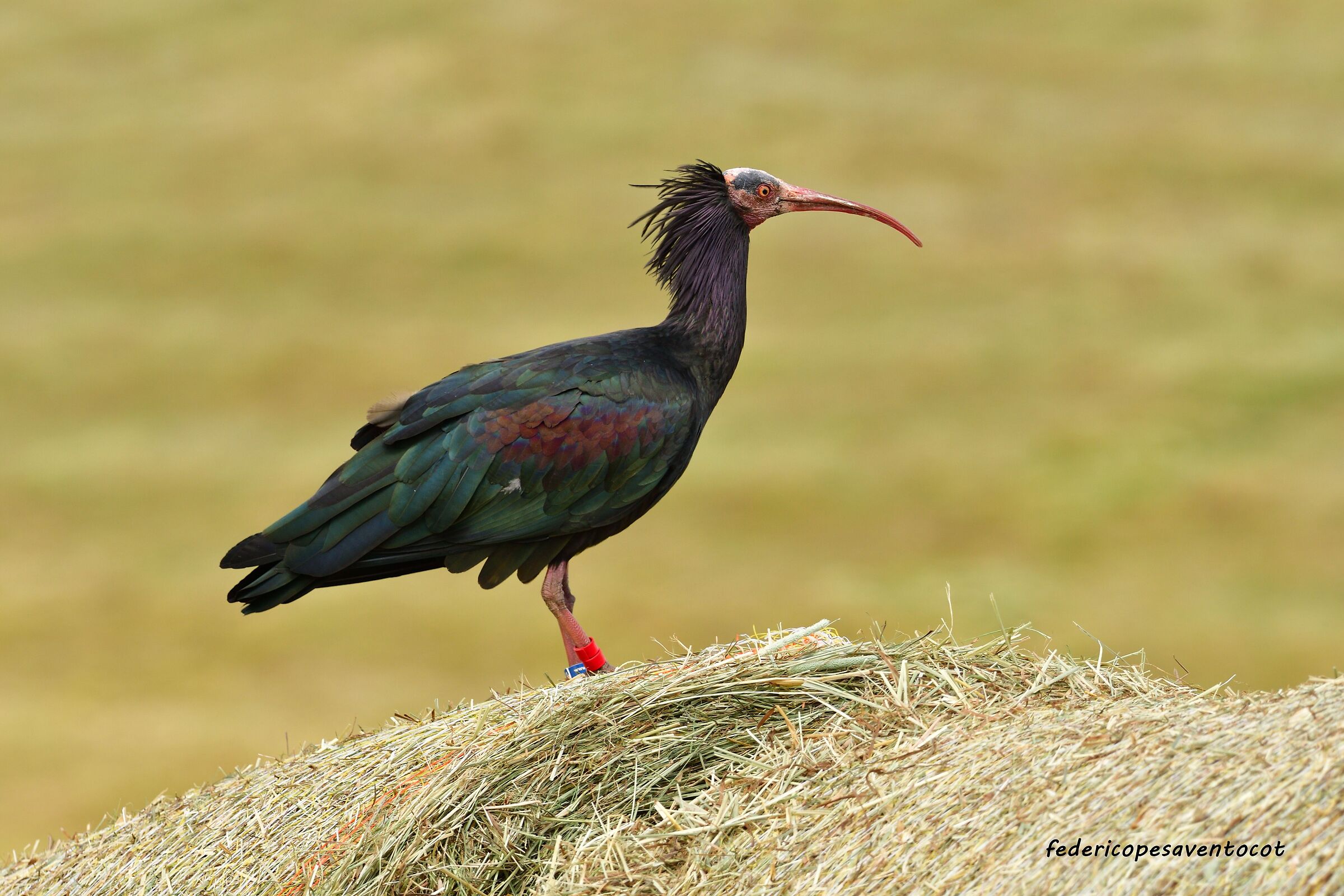 Ibis eremita su palla di fieno