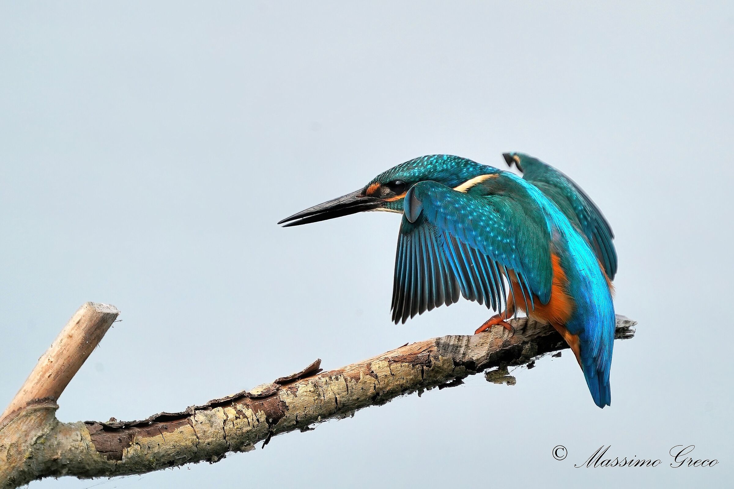 kingfisher