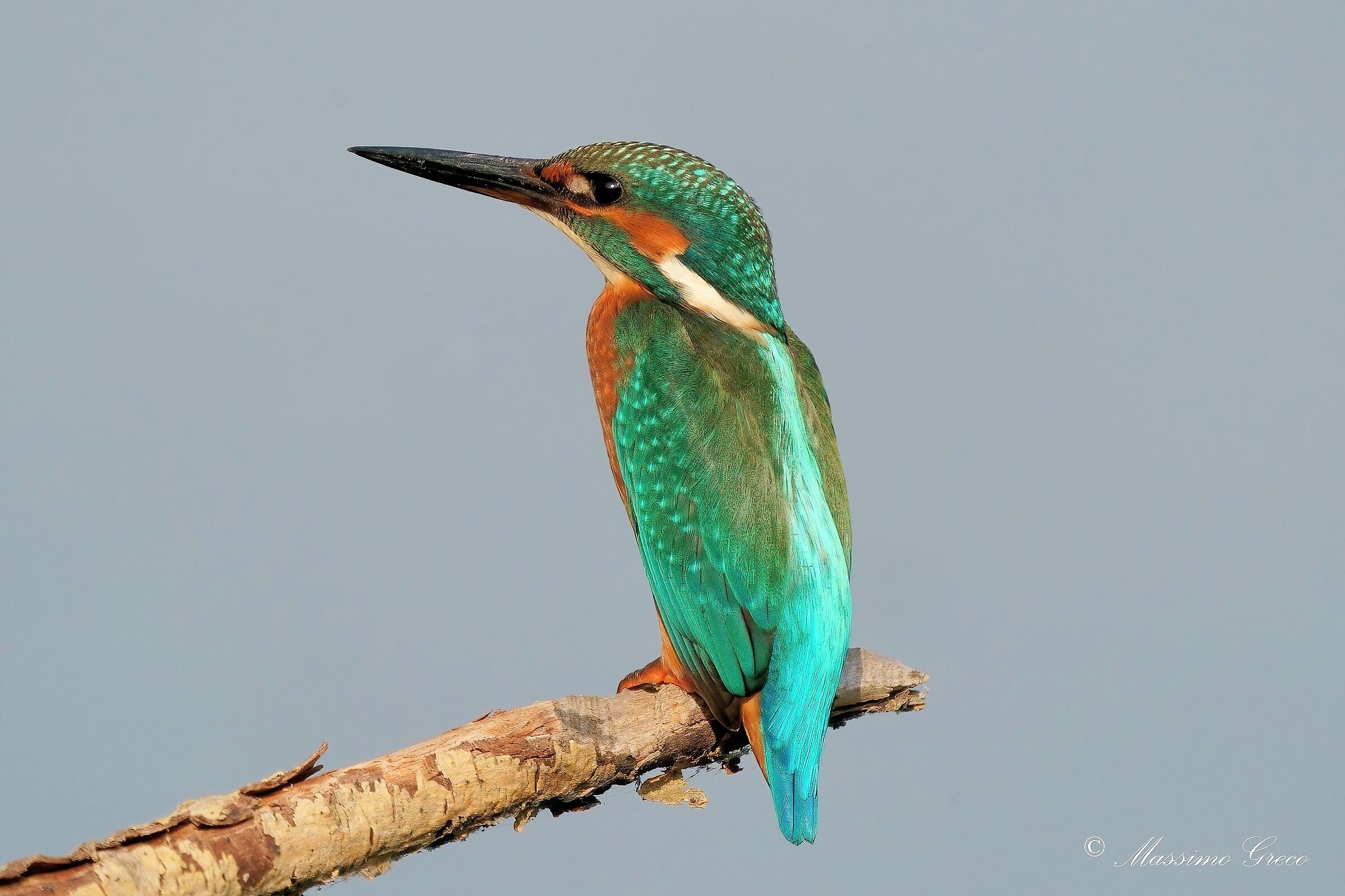 kingfisher