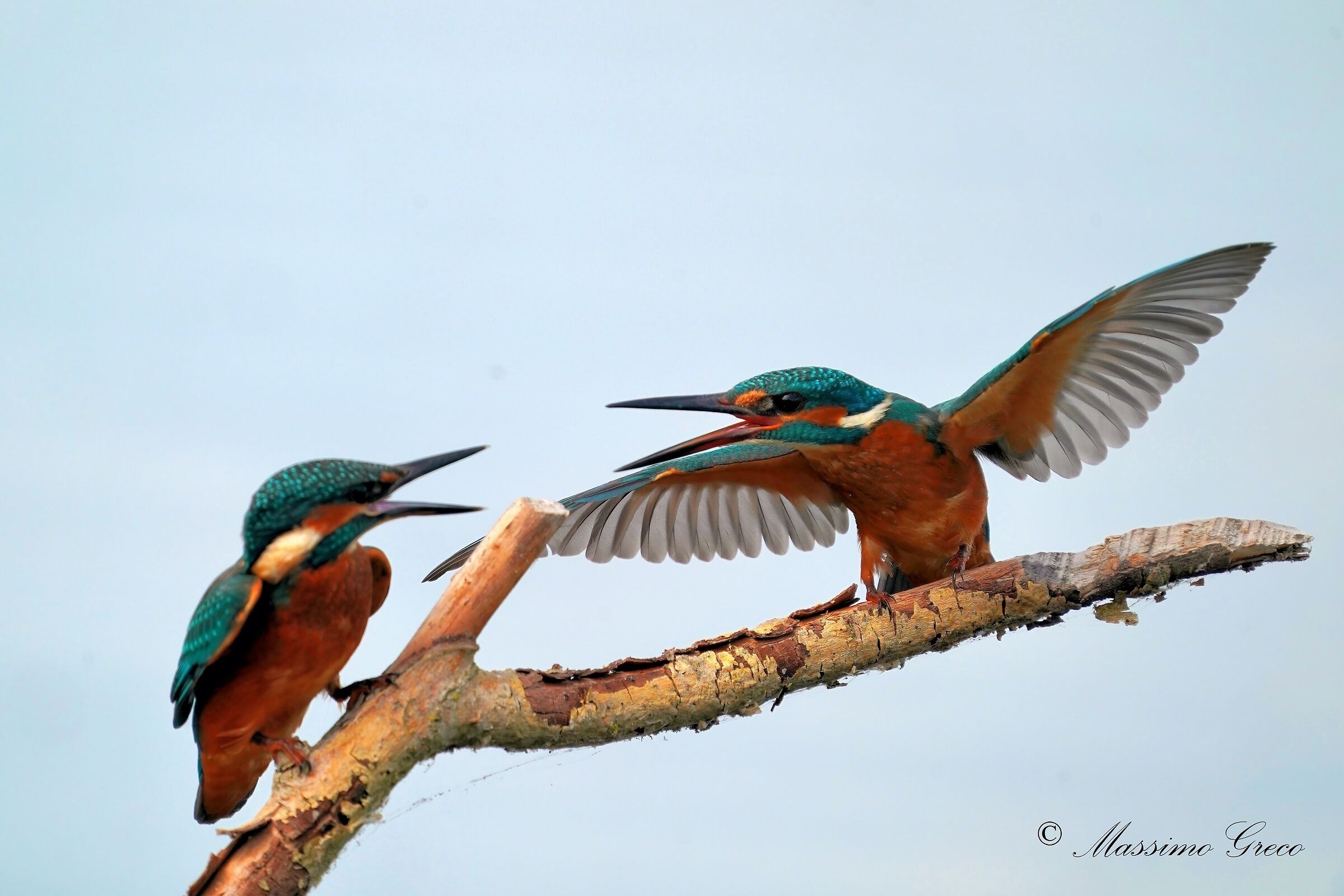 Skirmishes between Kingfishers