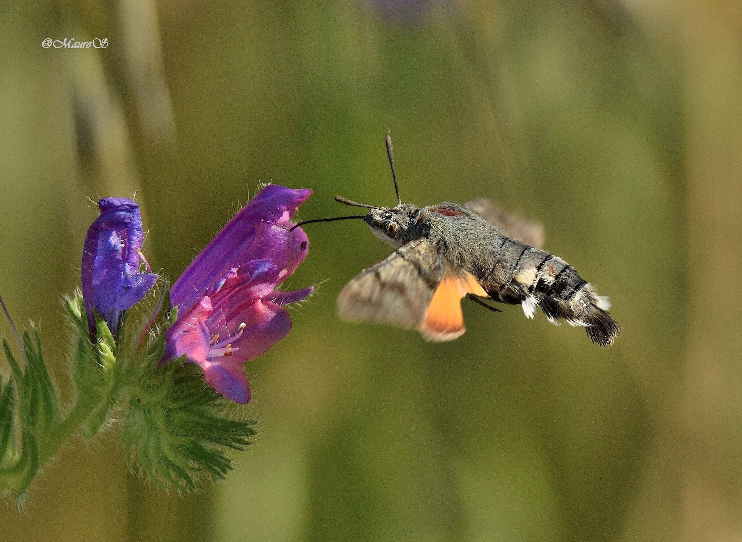 Sfinge Colibri