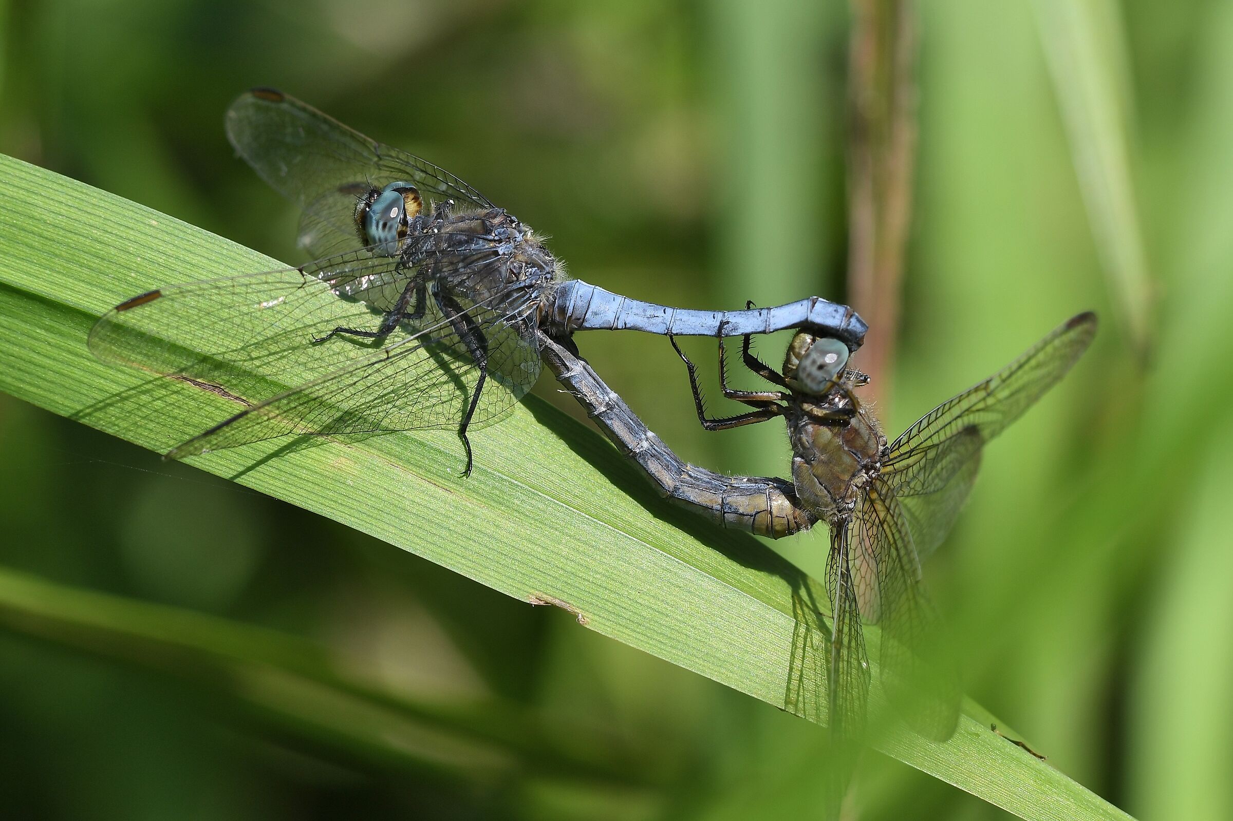 Orthetrum coerulescens