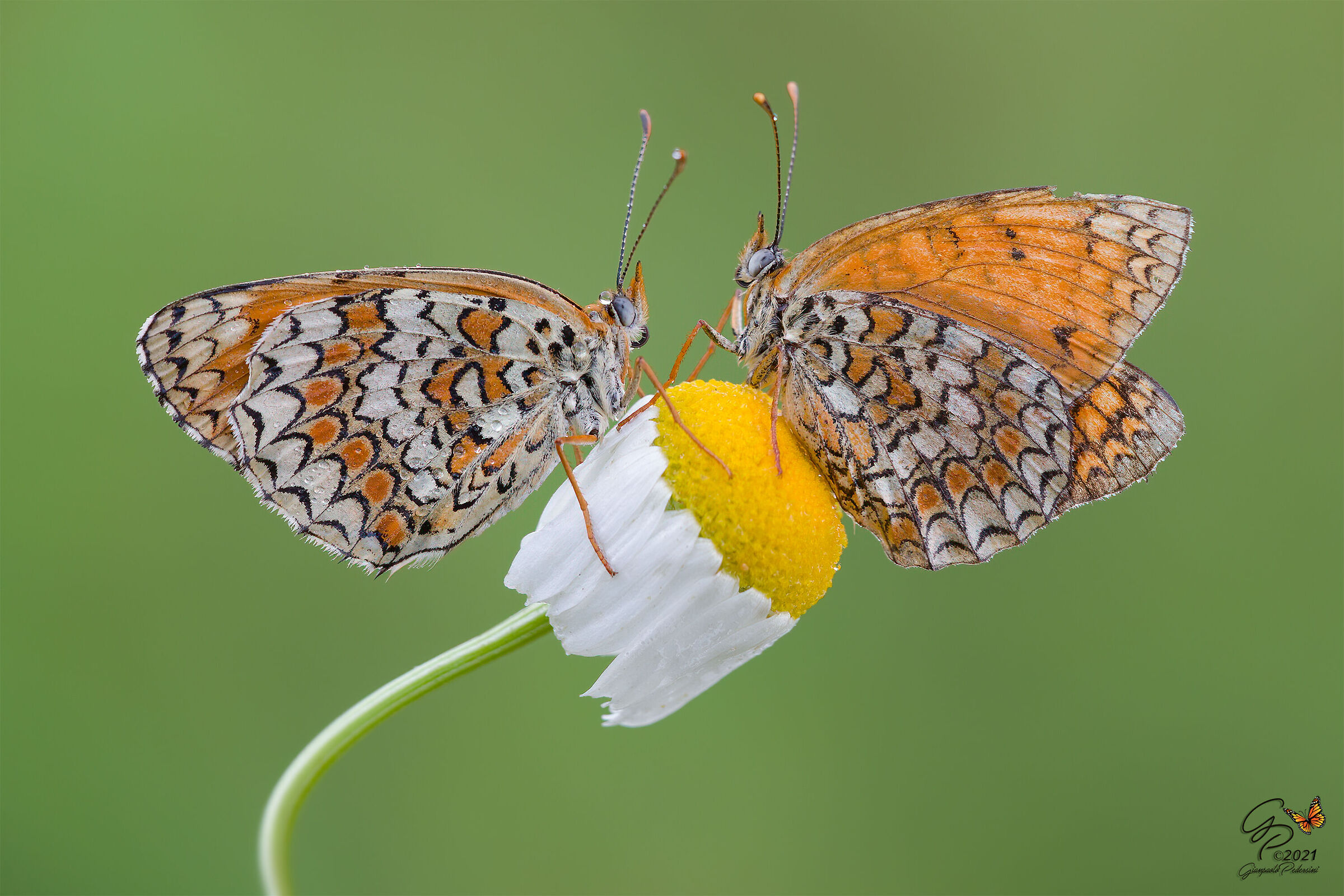 Una margherita per due
