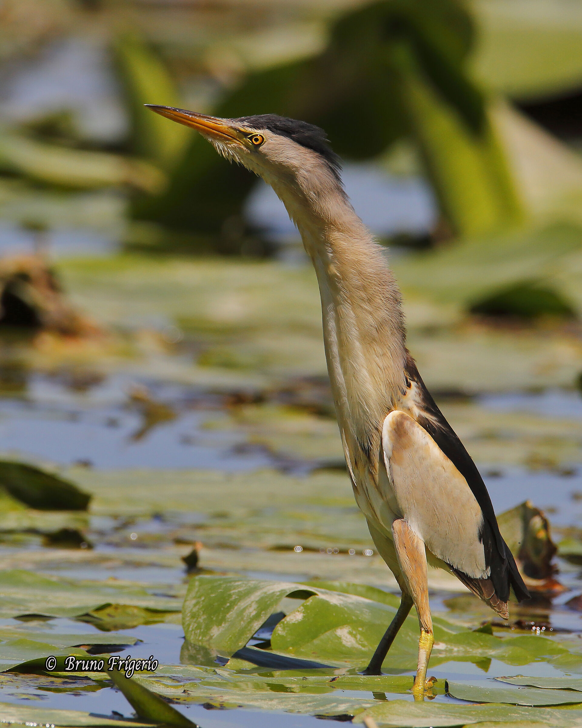 little bittern