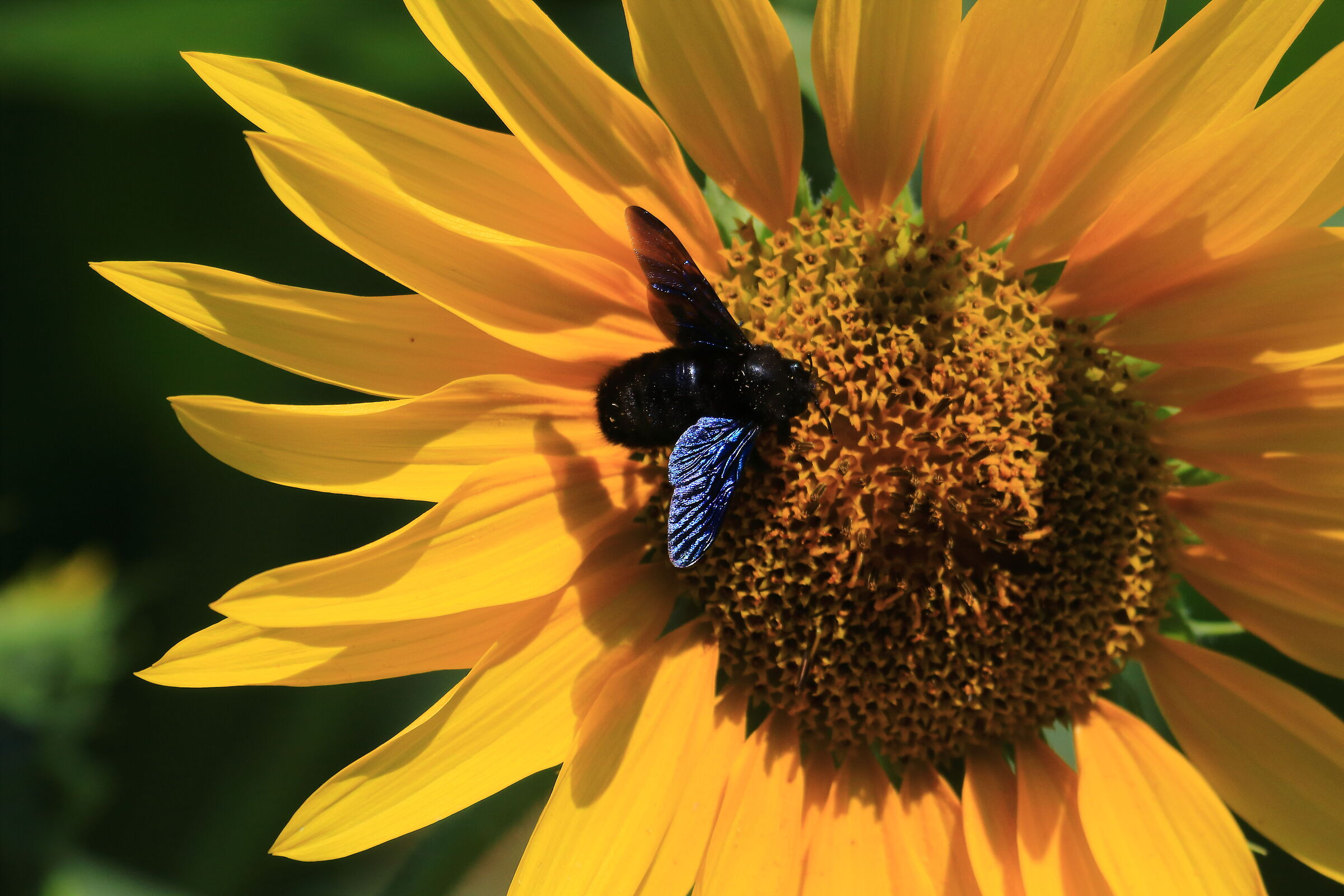 Il pranzo dell'ape legnaiola