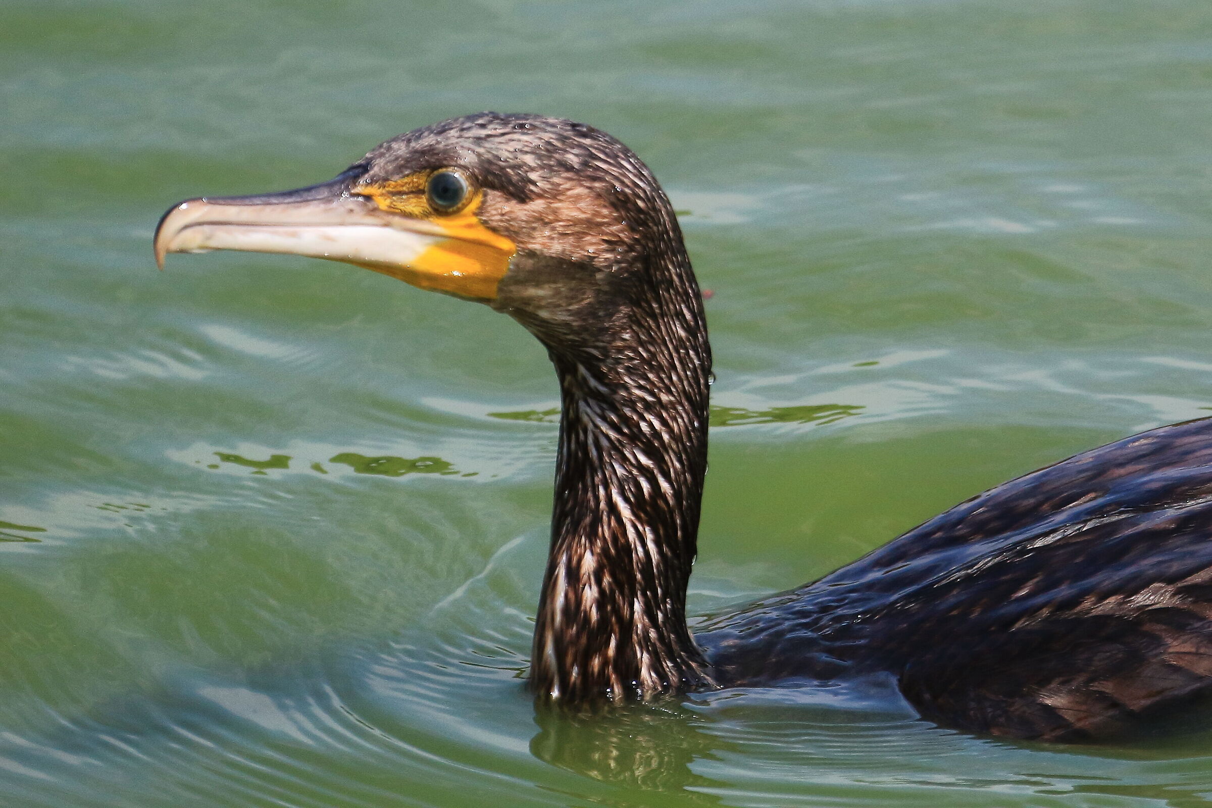 Cormorano