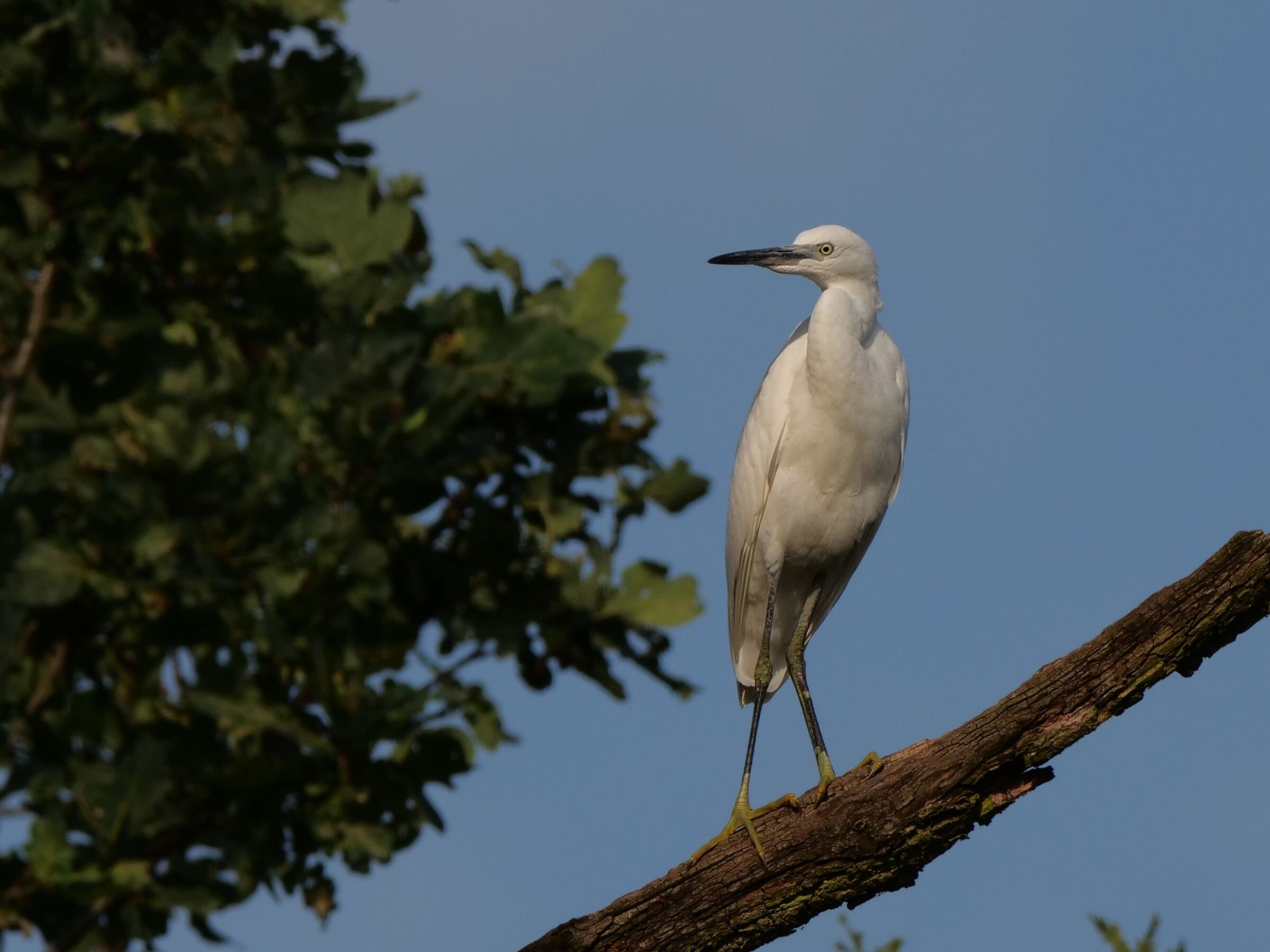 Garzetta (Egretta garzetta)