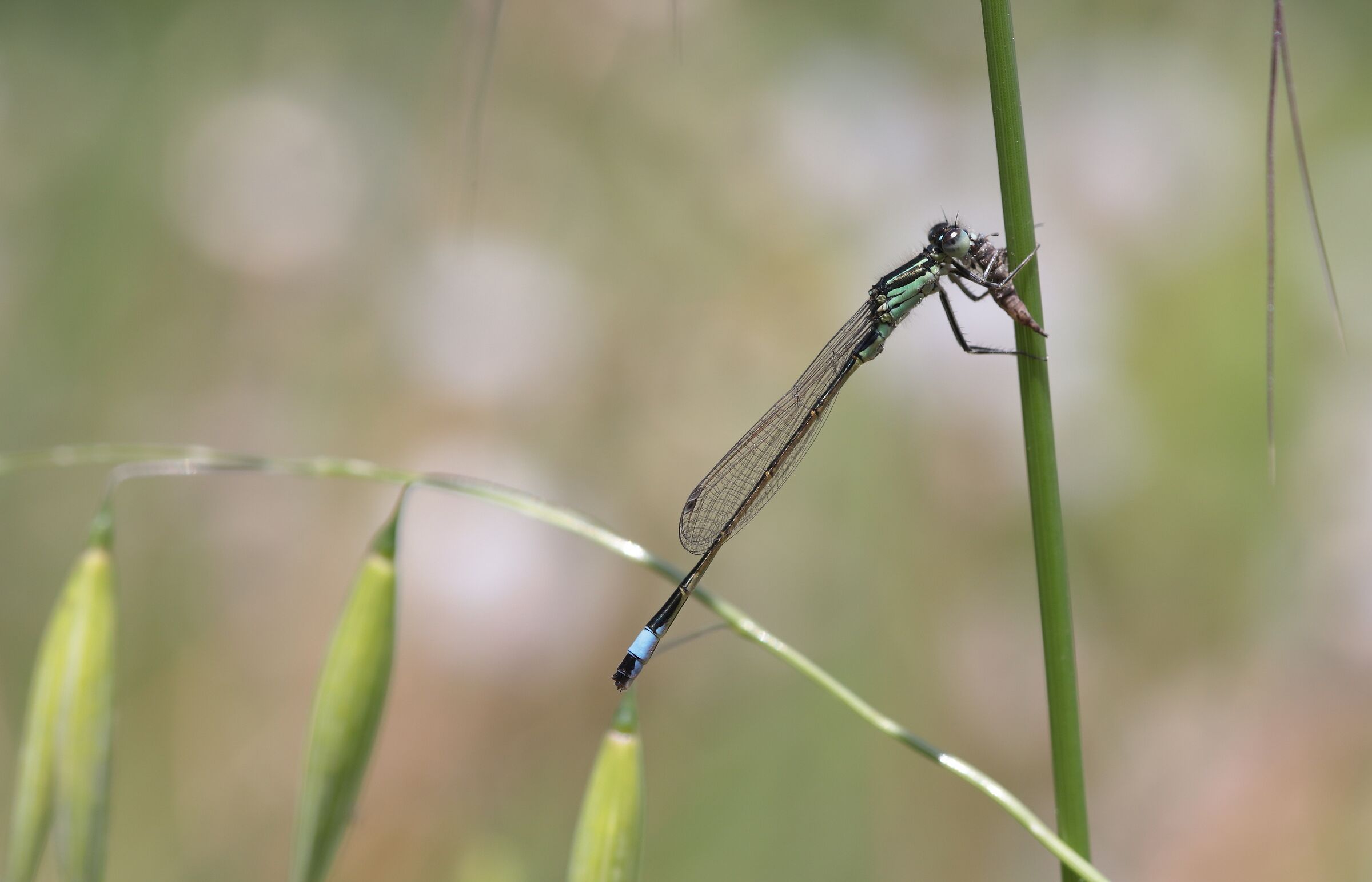 Odonata con preda