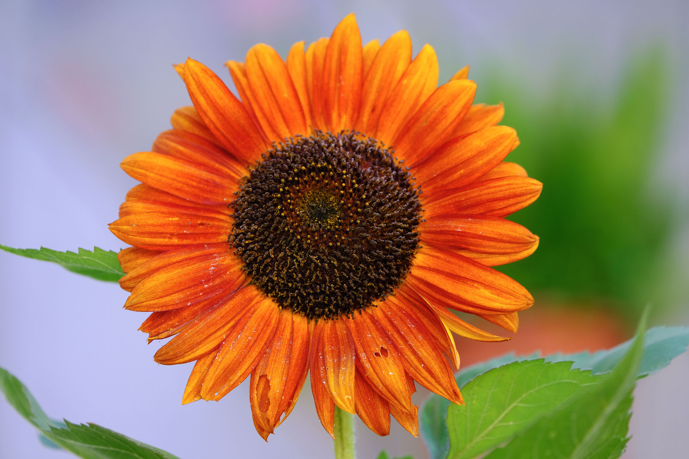 Insolito come un girasole