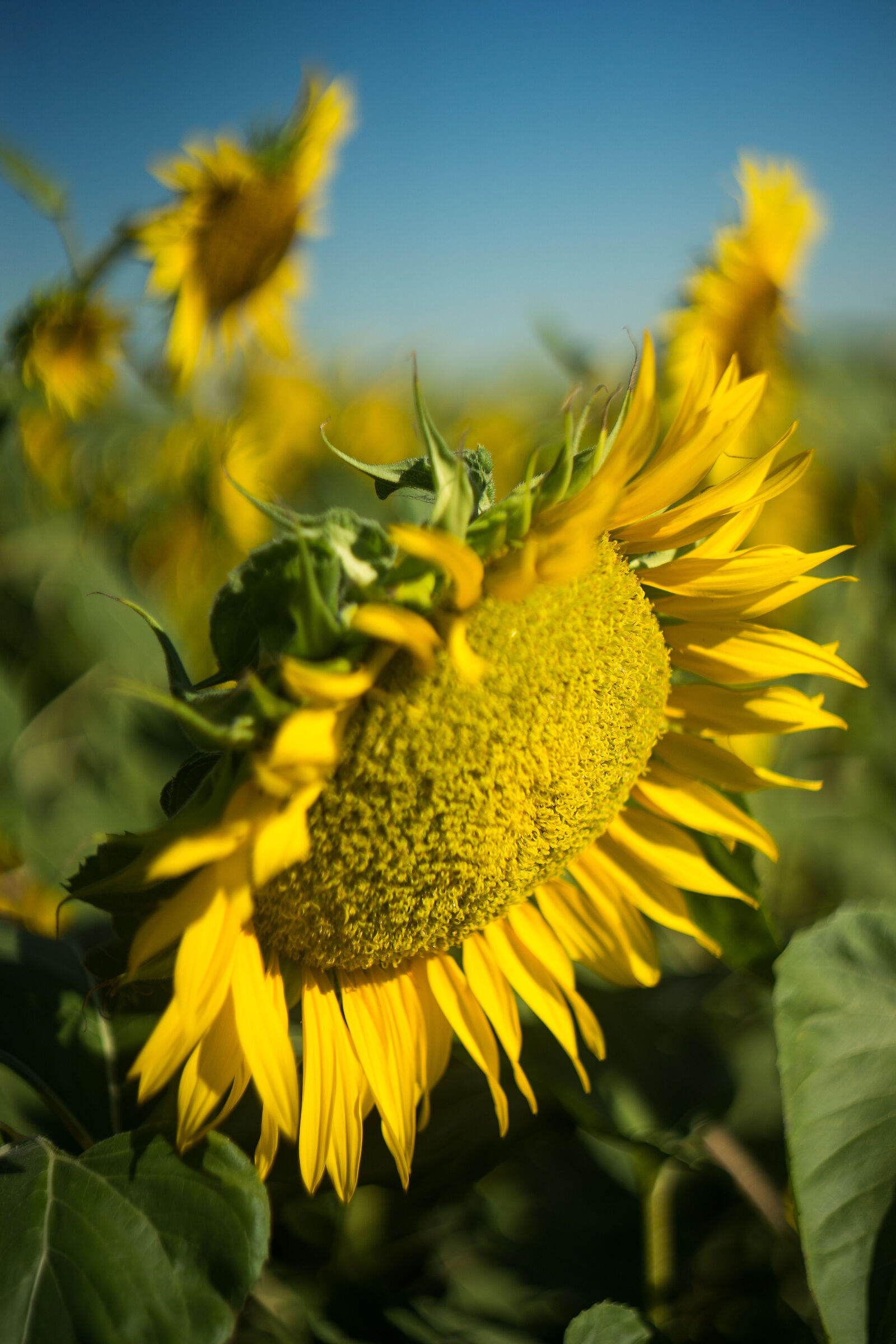 Girasoli con Biotar