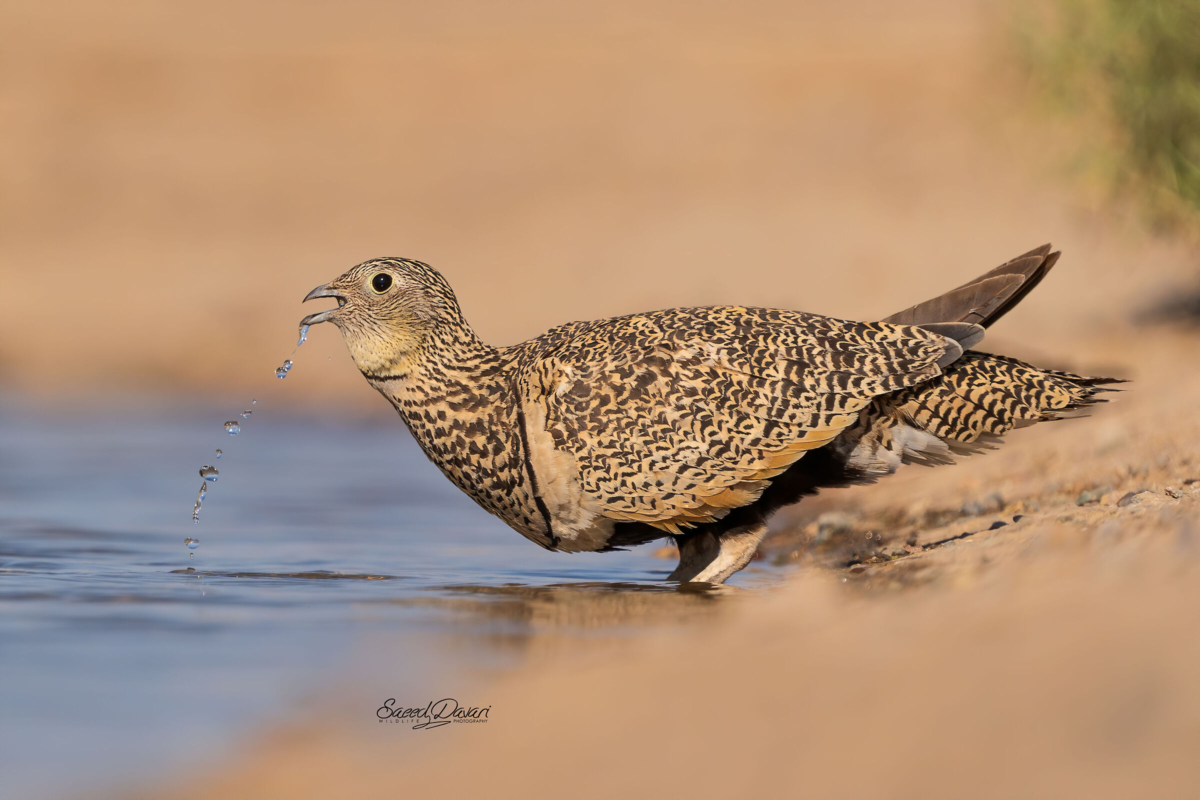 Sonya7iii,200_600,, 1/4000, f:6/3,iso:500,fl:600