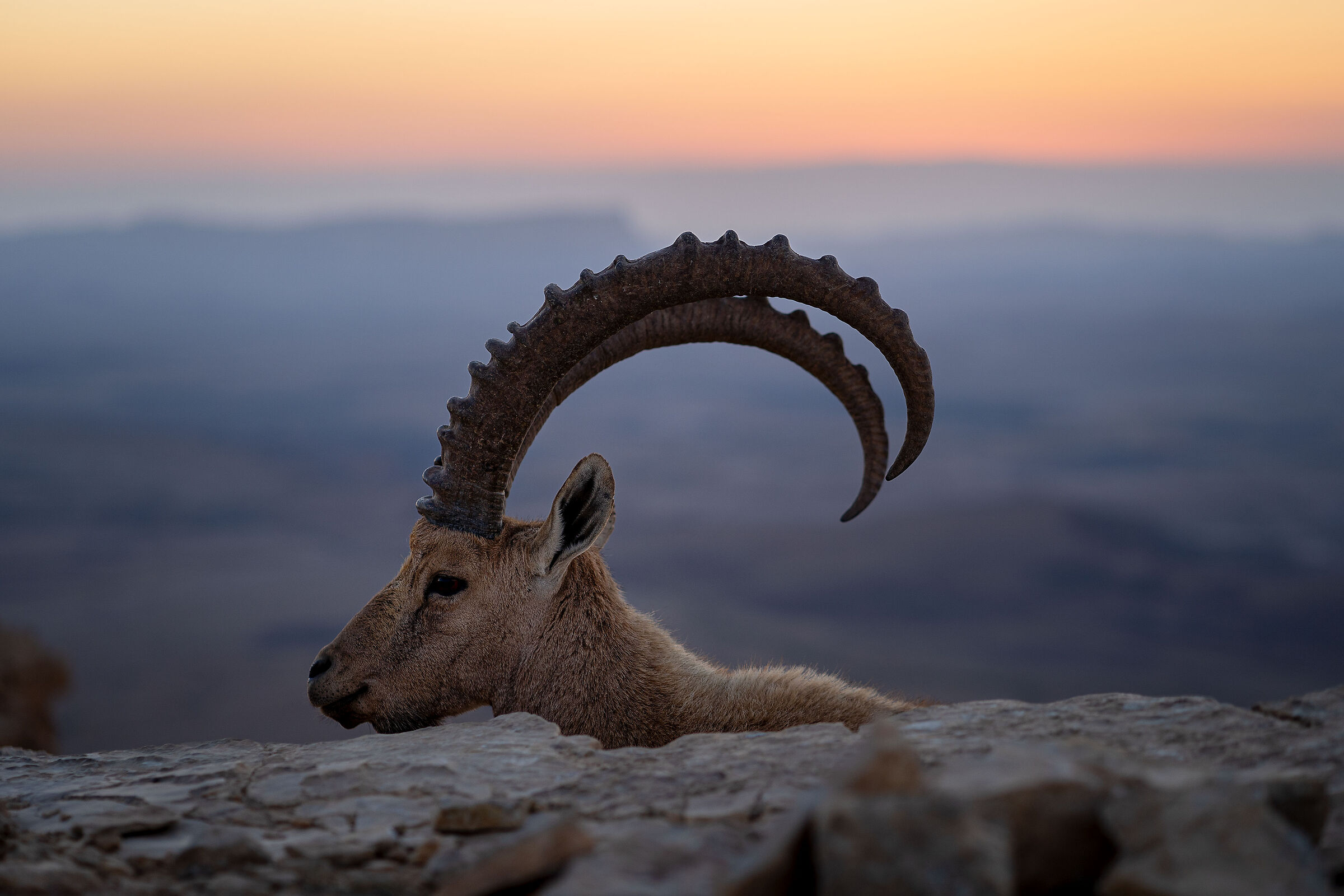 Portrait of an Ibex