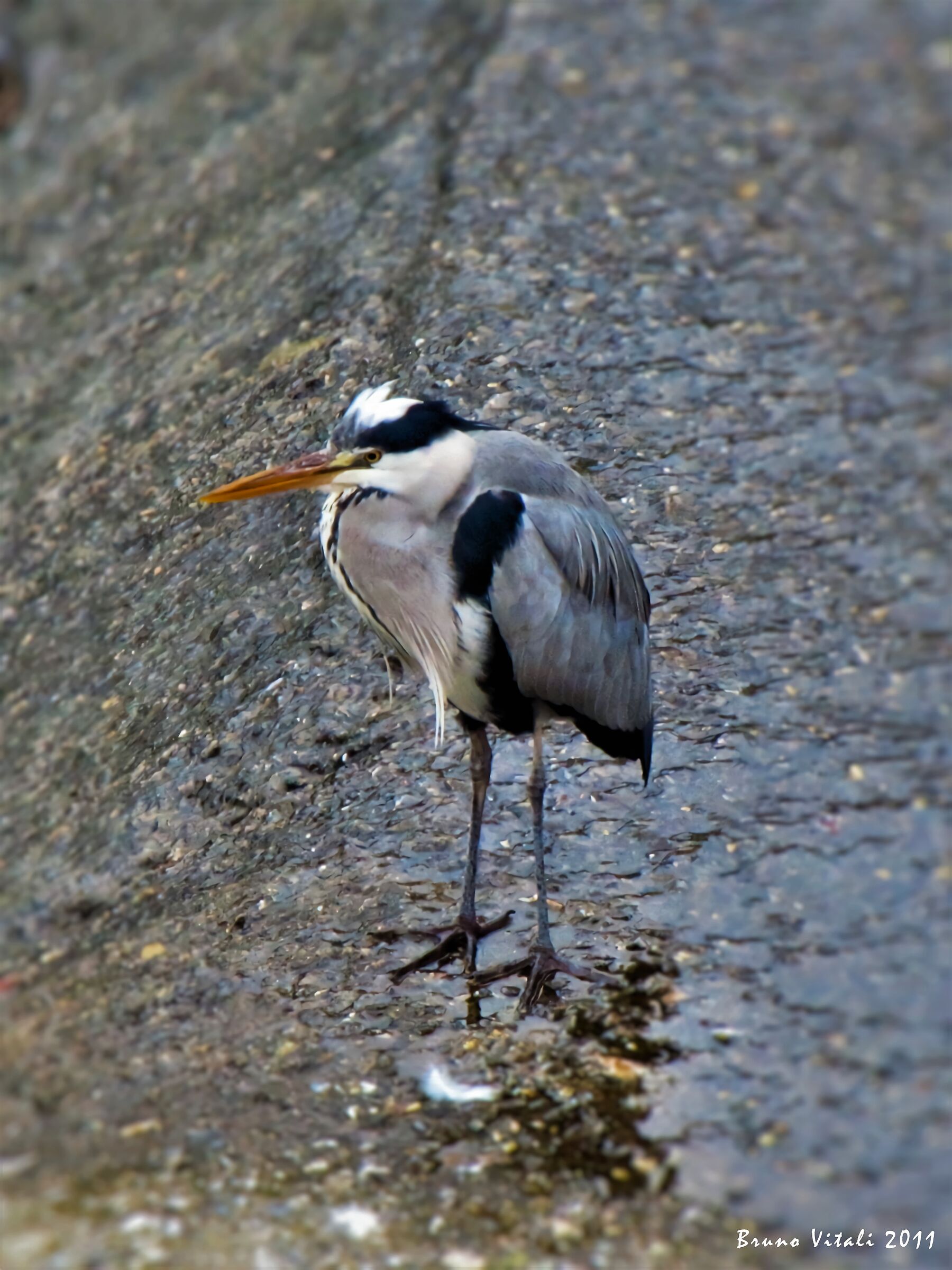 Heron in the Bisagno riverbed in Genoa