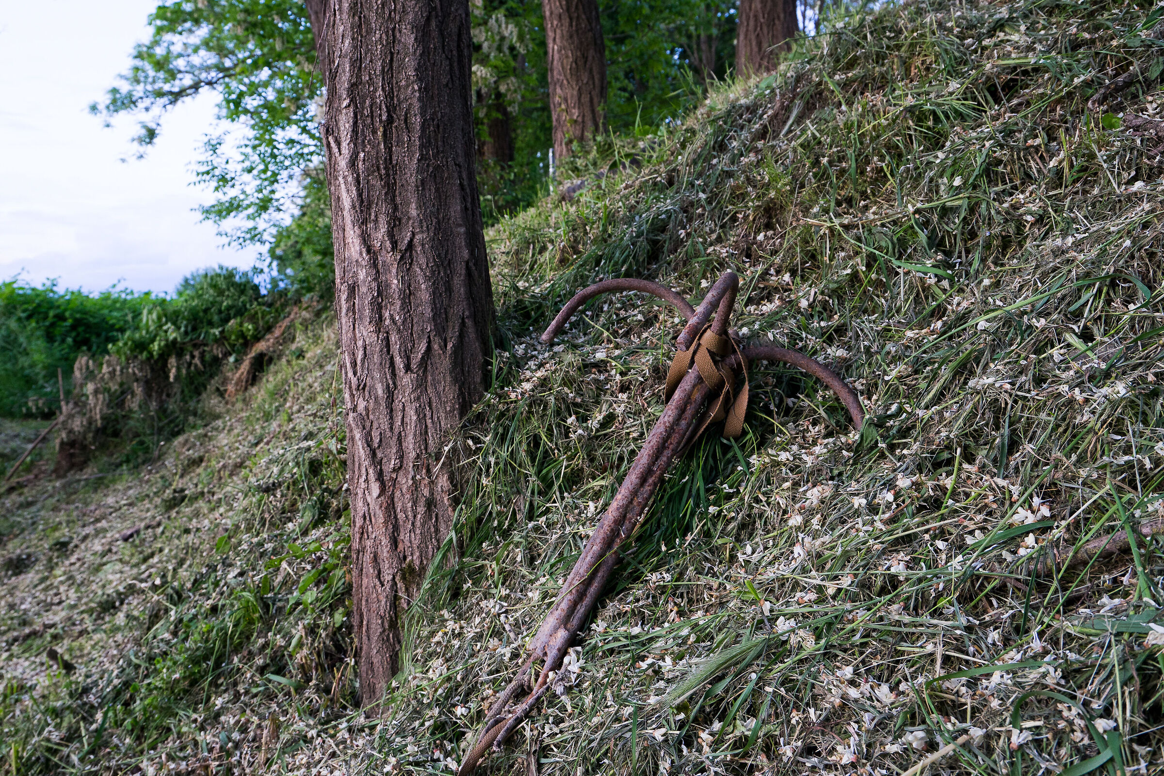 L'ancora e l'acacia