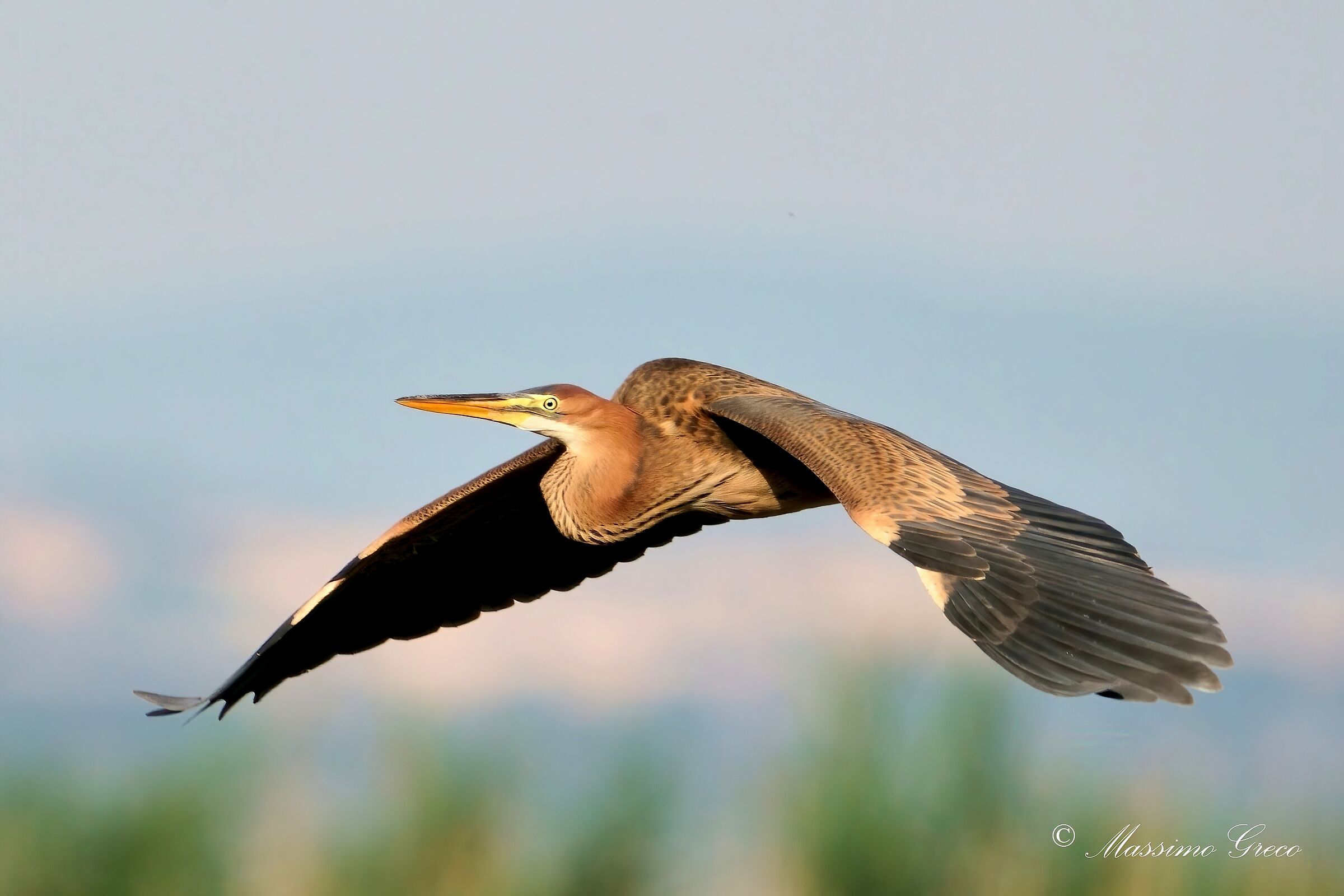 Airone rosso (Ardea purpurea)