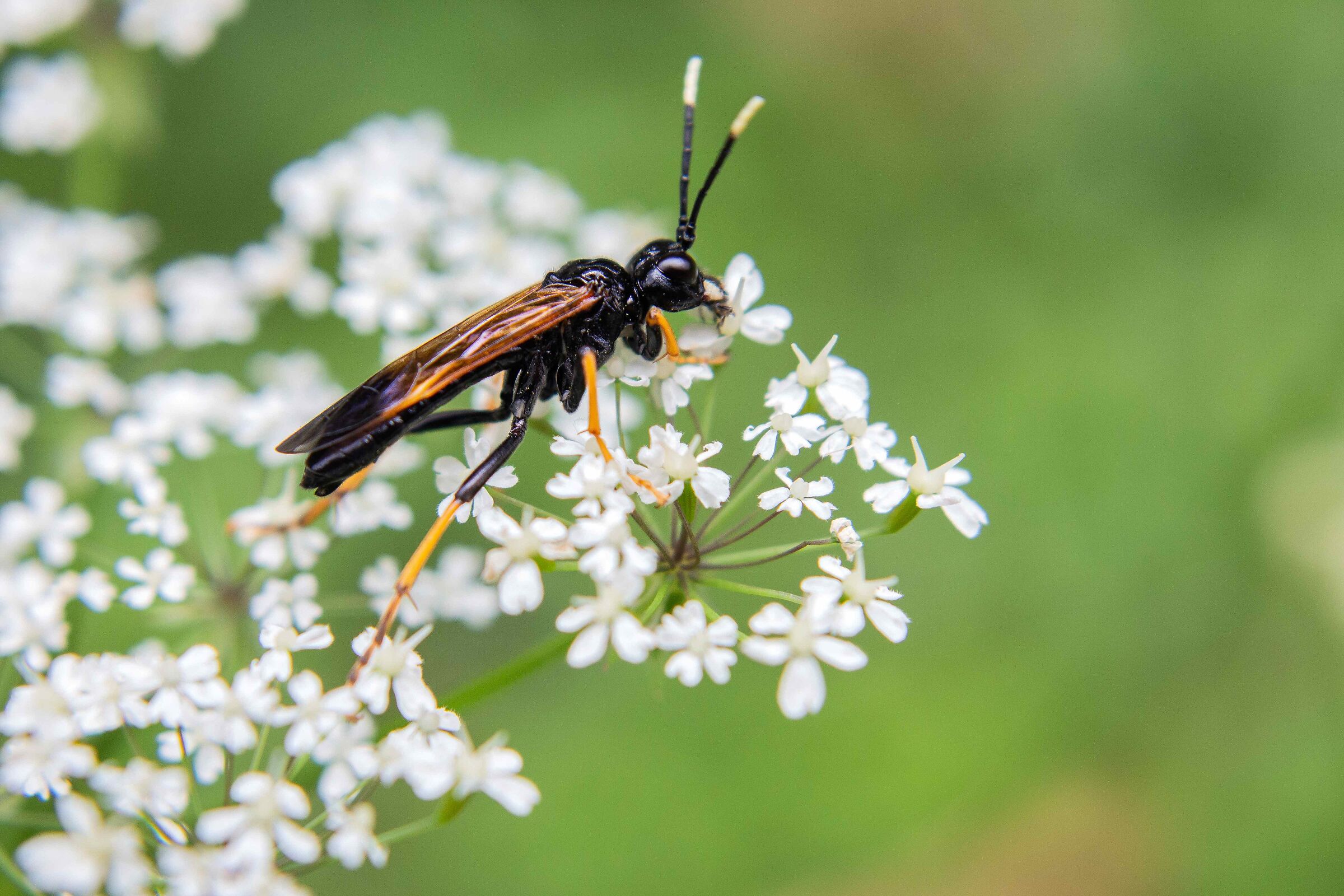 Insect on the flower