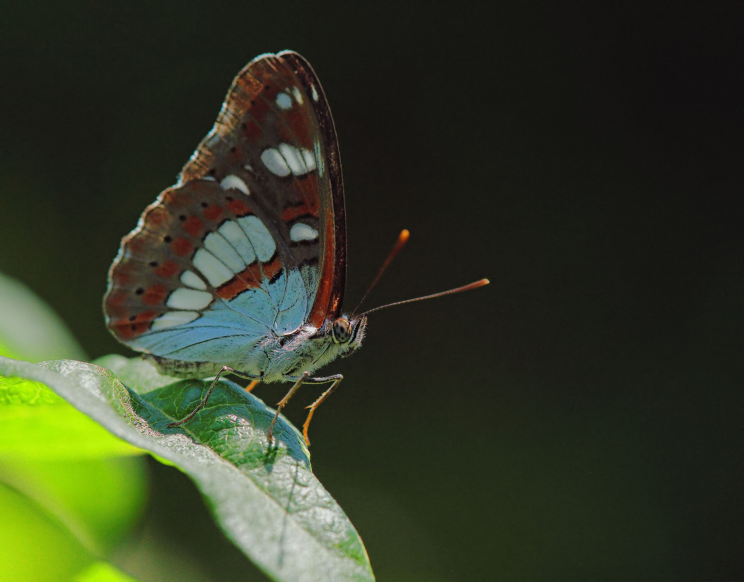Limenitis reducta
