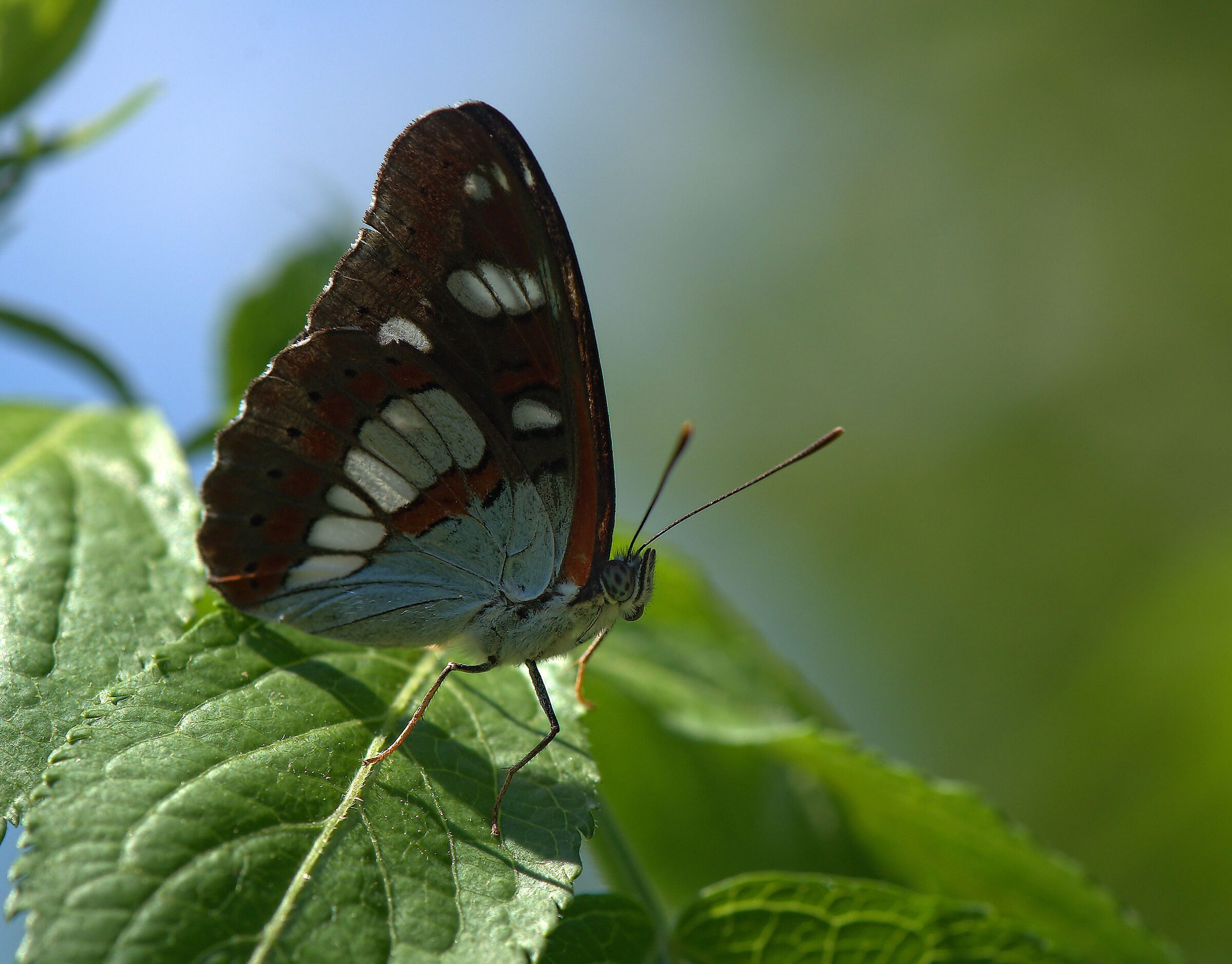 Limenitis reducta