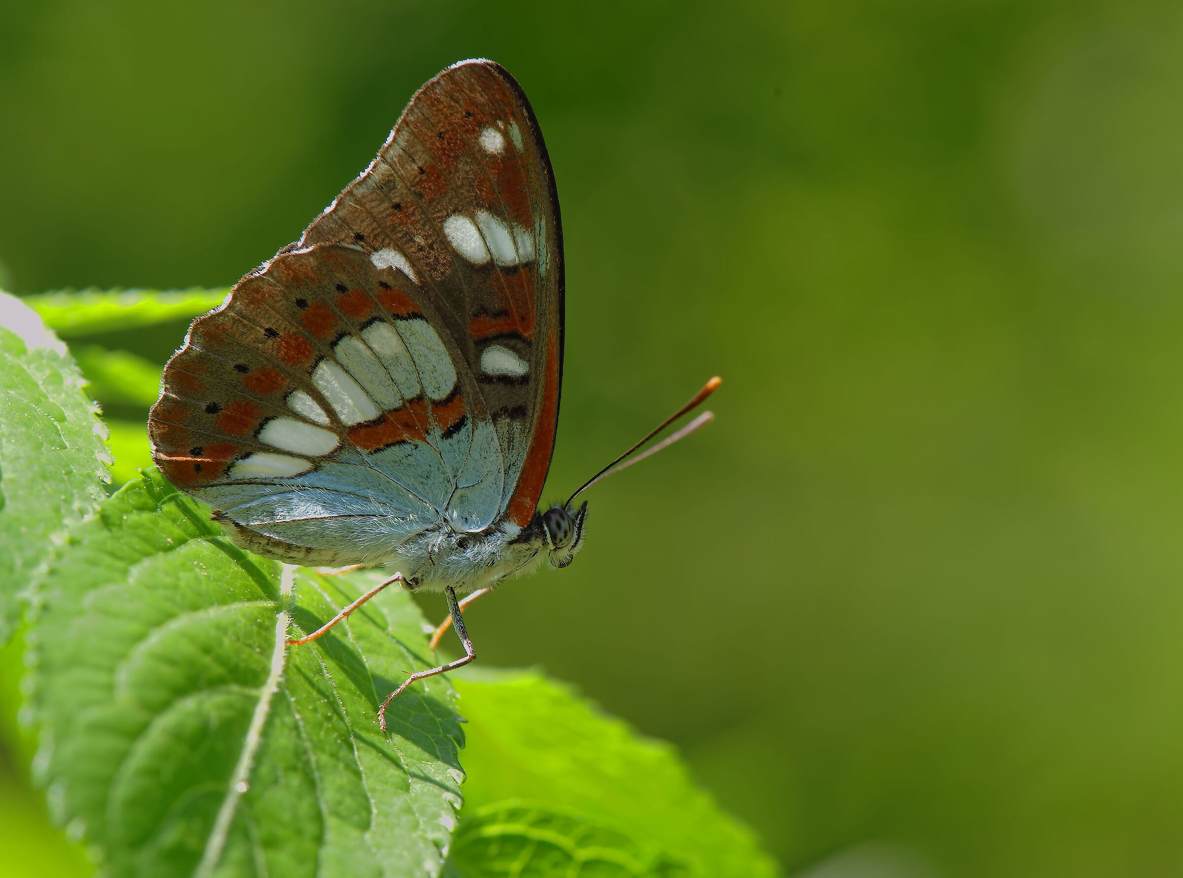 Limenitis reducta