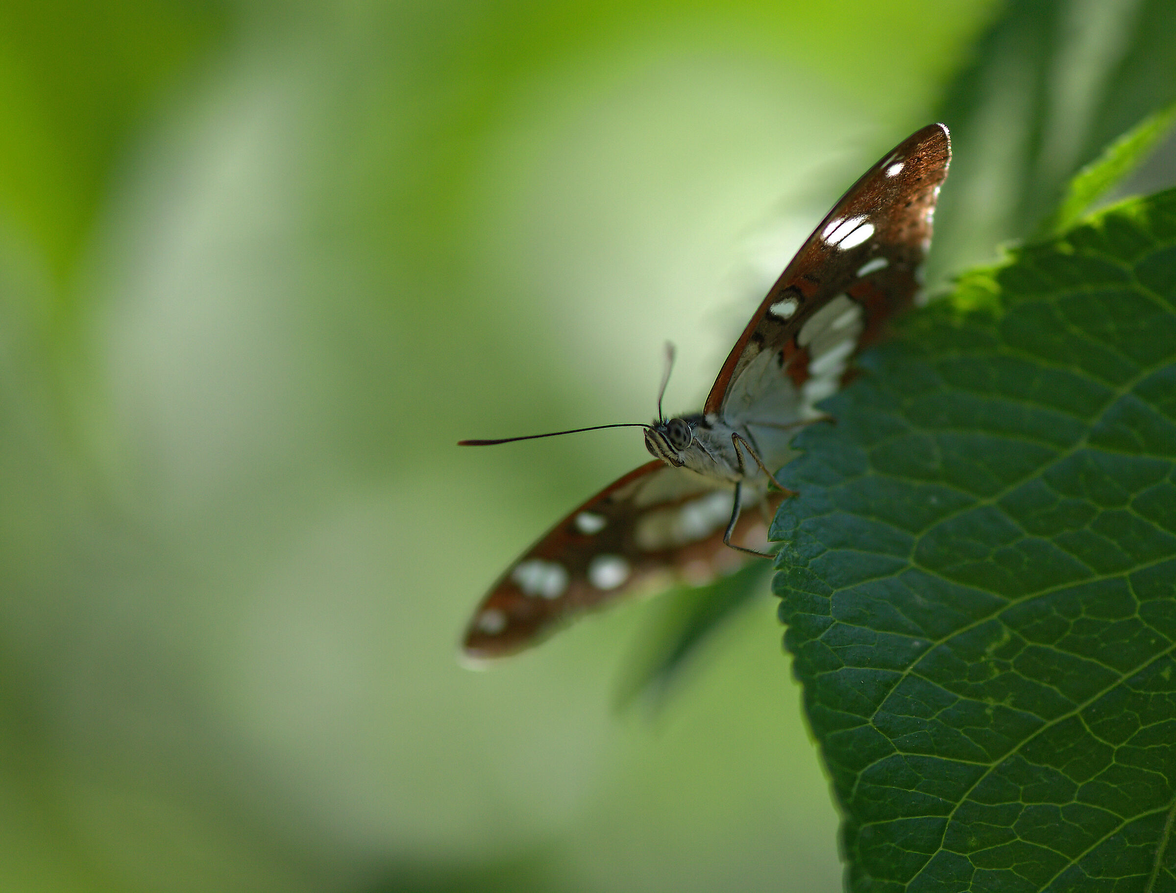 Limenitis reducta