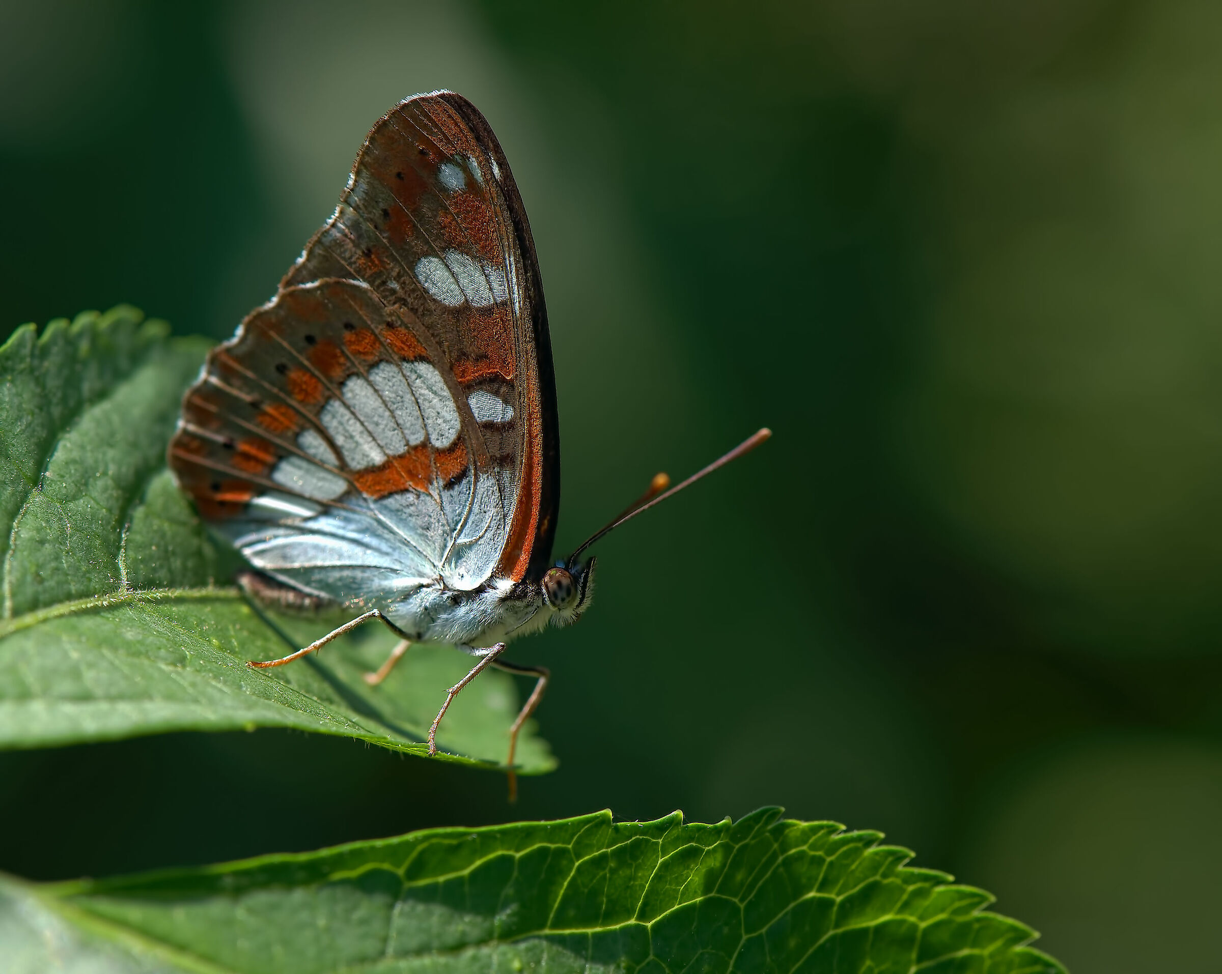 Limenitis reducta