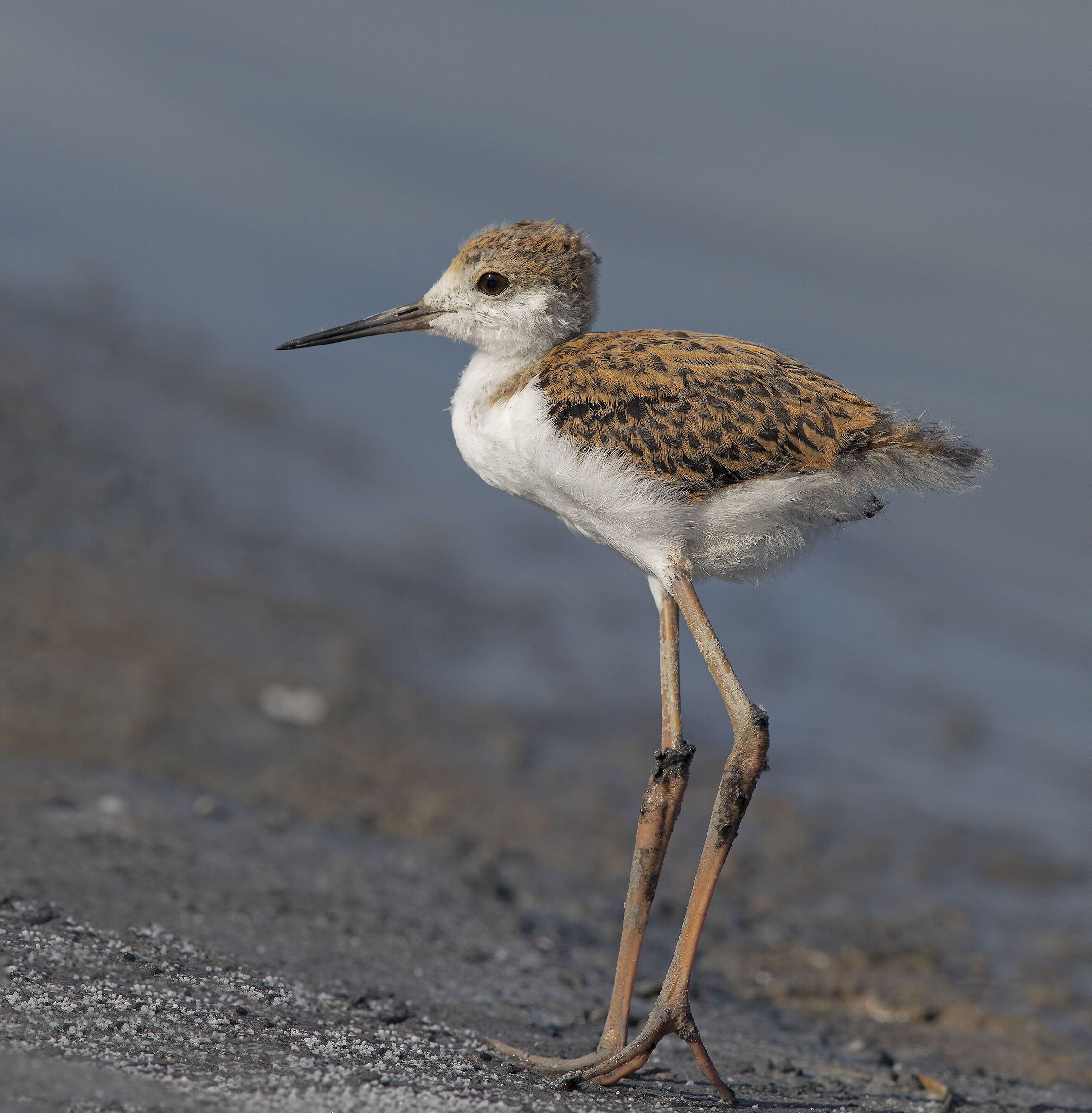 che gambe............