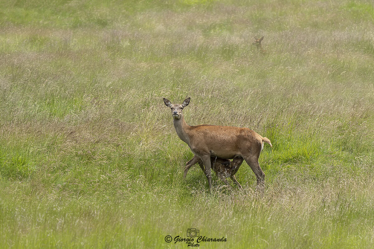 Nature a wonderful thing mom deer and its pi