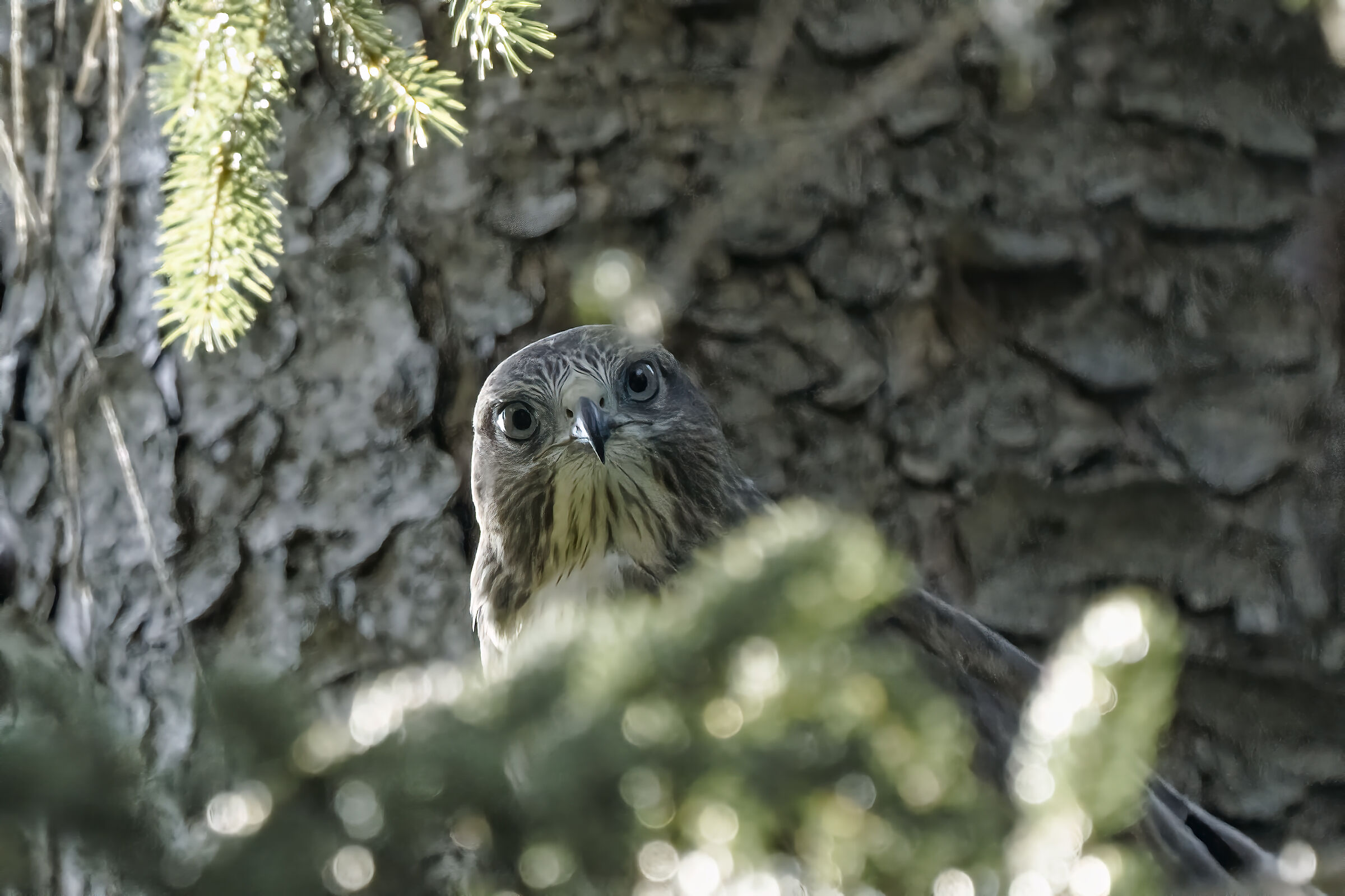 Poiana , a me gli occhi