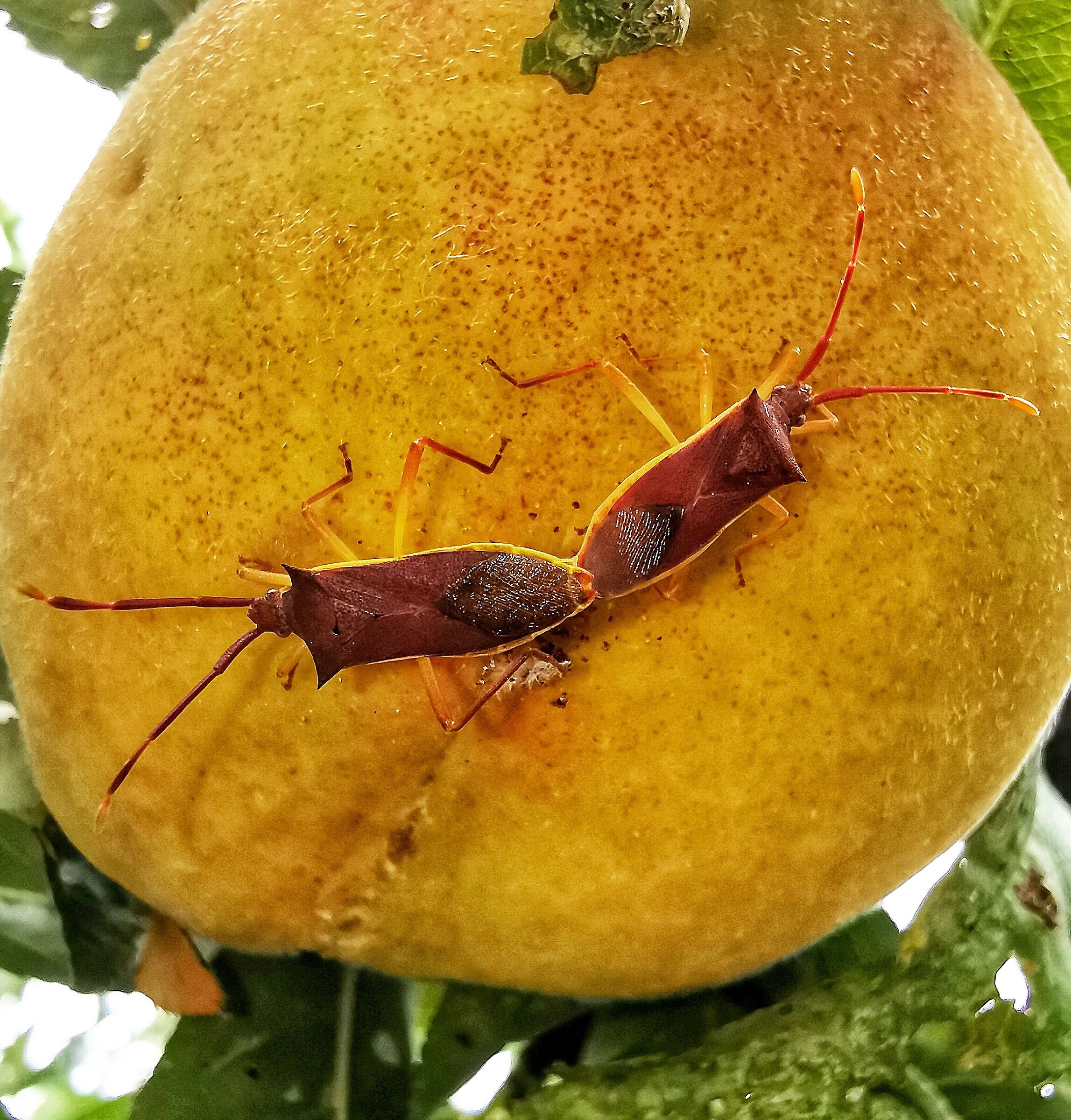 Gonocerus insidiator