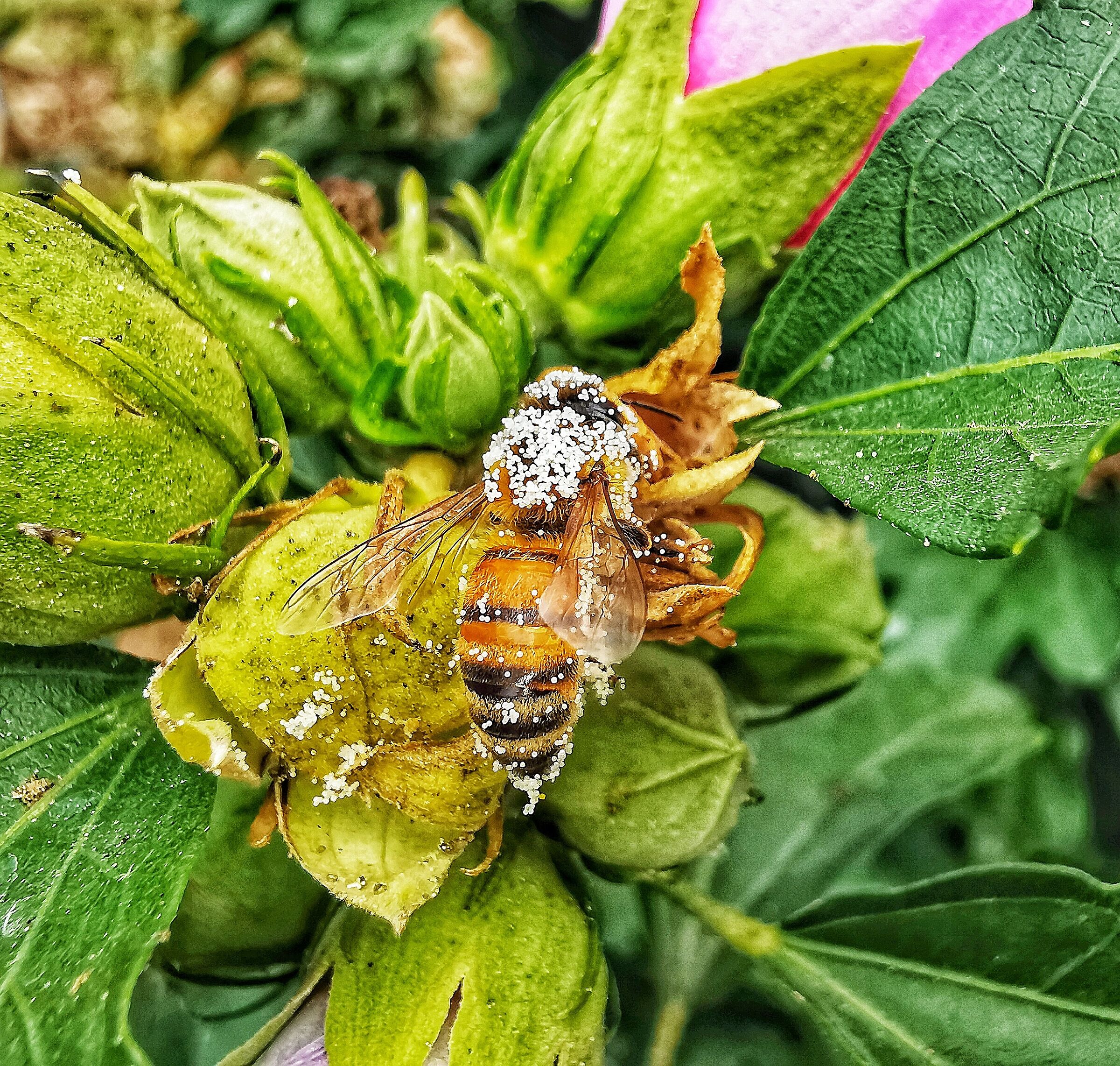 bee