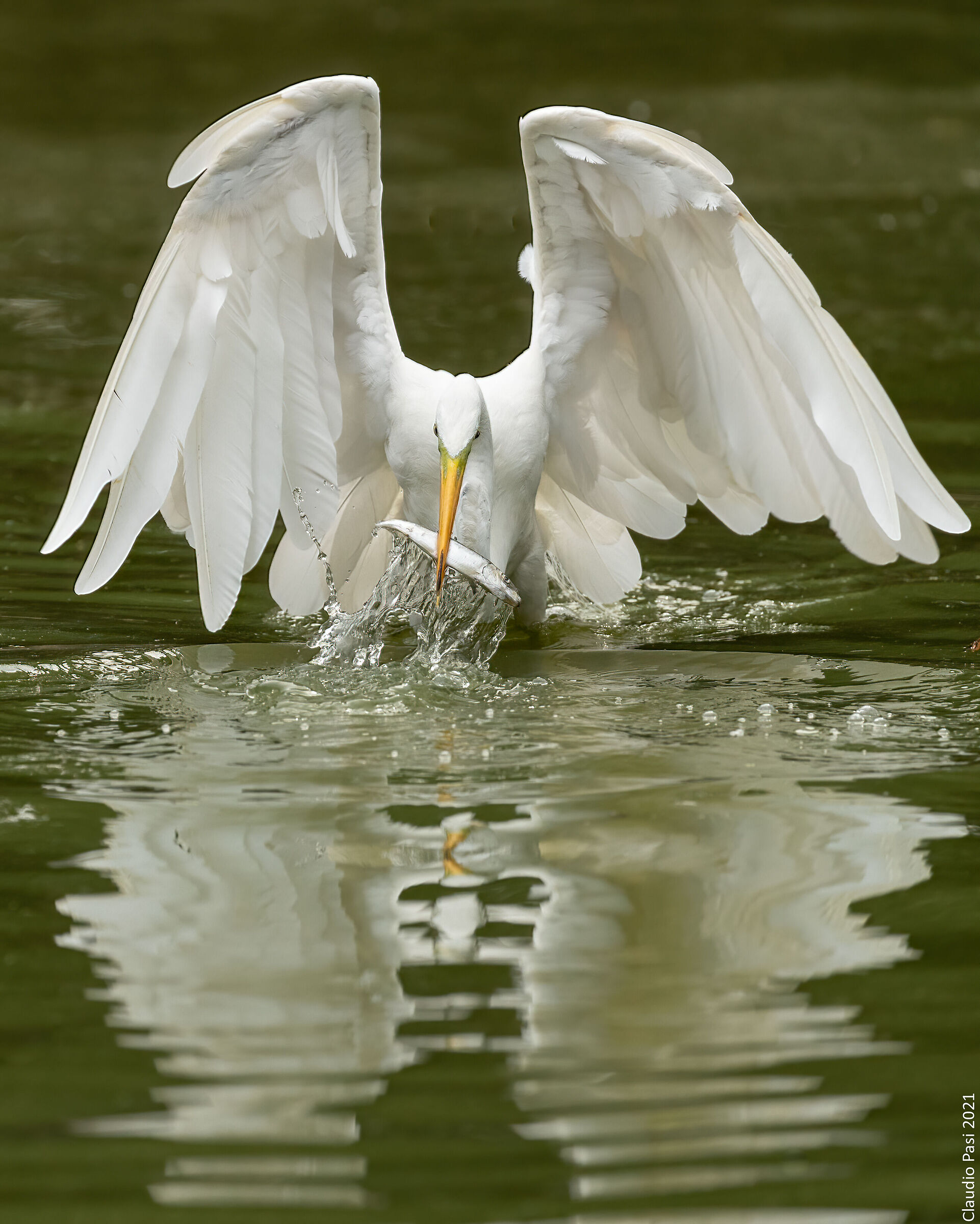 Airone Bianco Maggiore