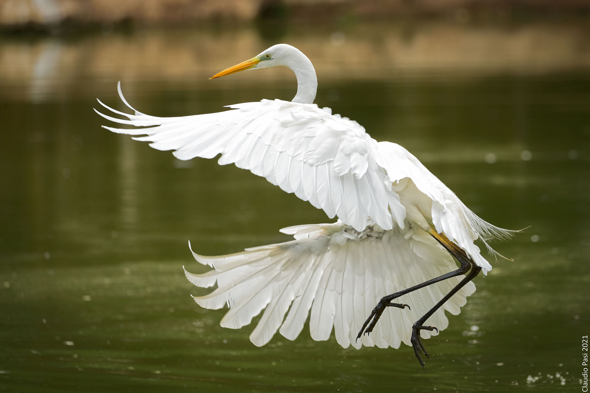 Airone Bianco Maggiore